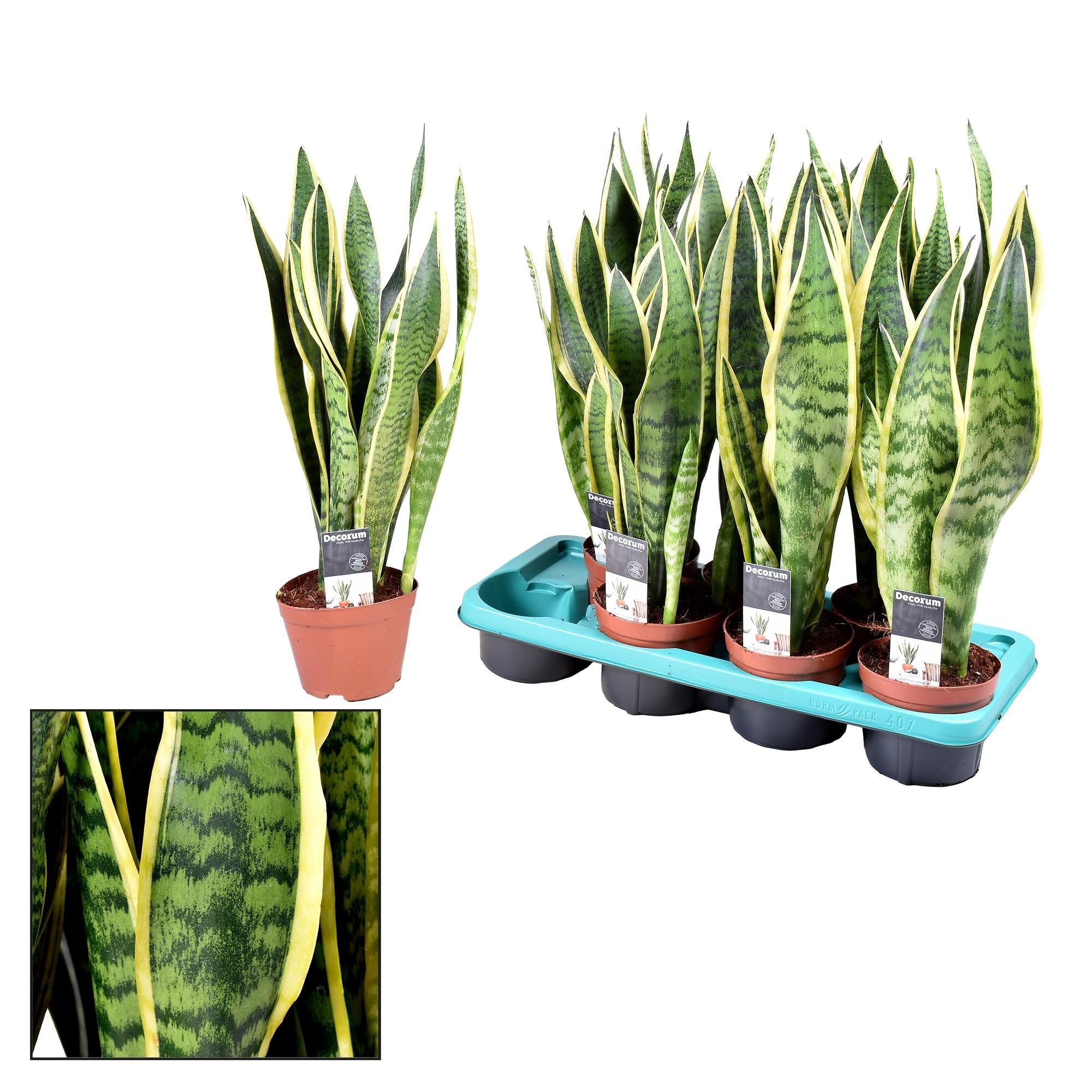 Image of Sansevieria Laurentii – Zimmerpflanze – Ø14cm – ↕55cm – Robust & pflegeleicht – Luftreinigend – Ideal für Wohnung & Büro-0