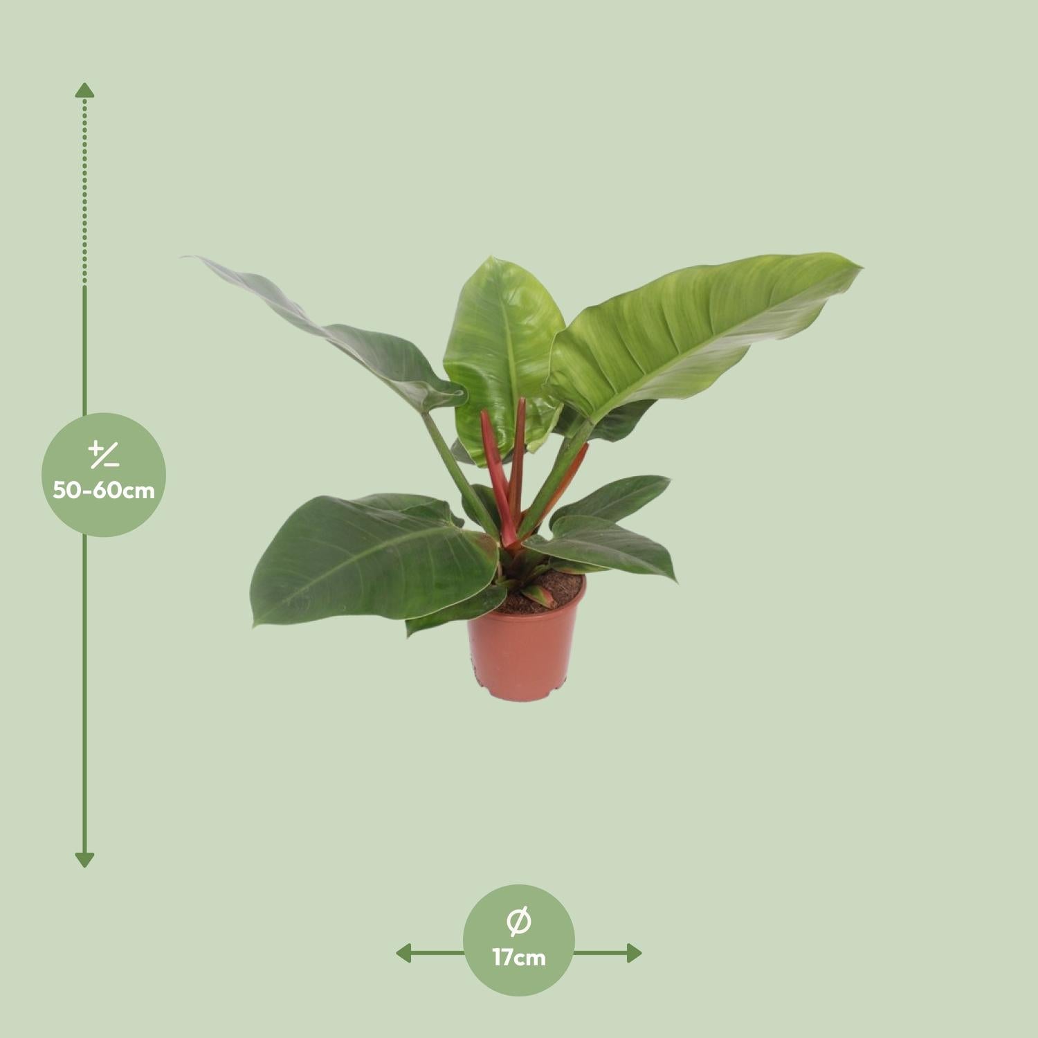 Image of Baumfreund – Philodendron Imperial Green – Zimmerpflanze – Ø17cm – ↕60cm – Tropische, pflegeleichte Grünpflanze mit glänzenden Blättern-1