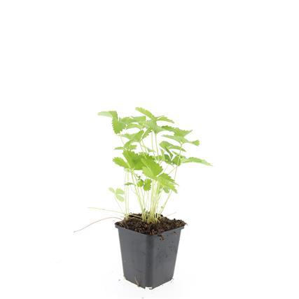 Image of Fragaria vesca – 48 Pflanzen – ↕10-25cm – Ø9cm – Wald – Erdbeere – Bodendecker – Süße Früchte – Pflegeleicht – Beete & Steingärten-3