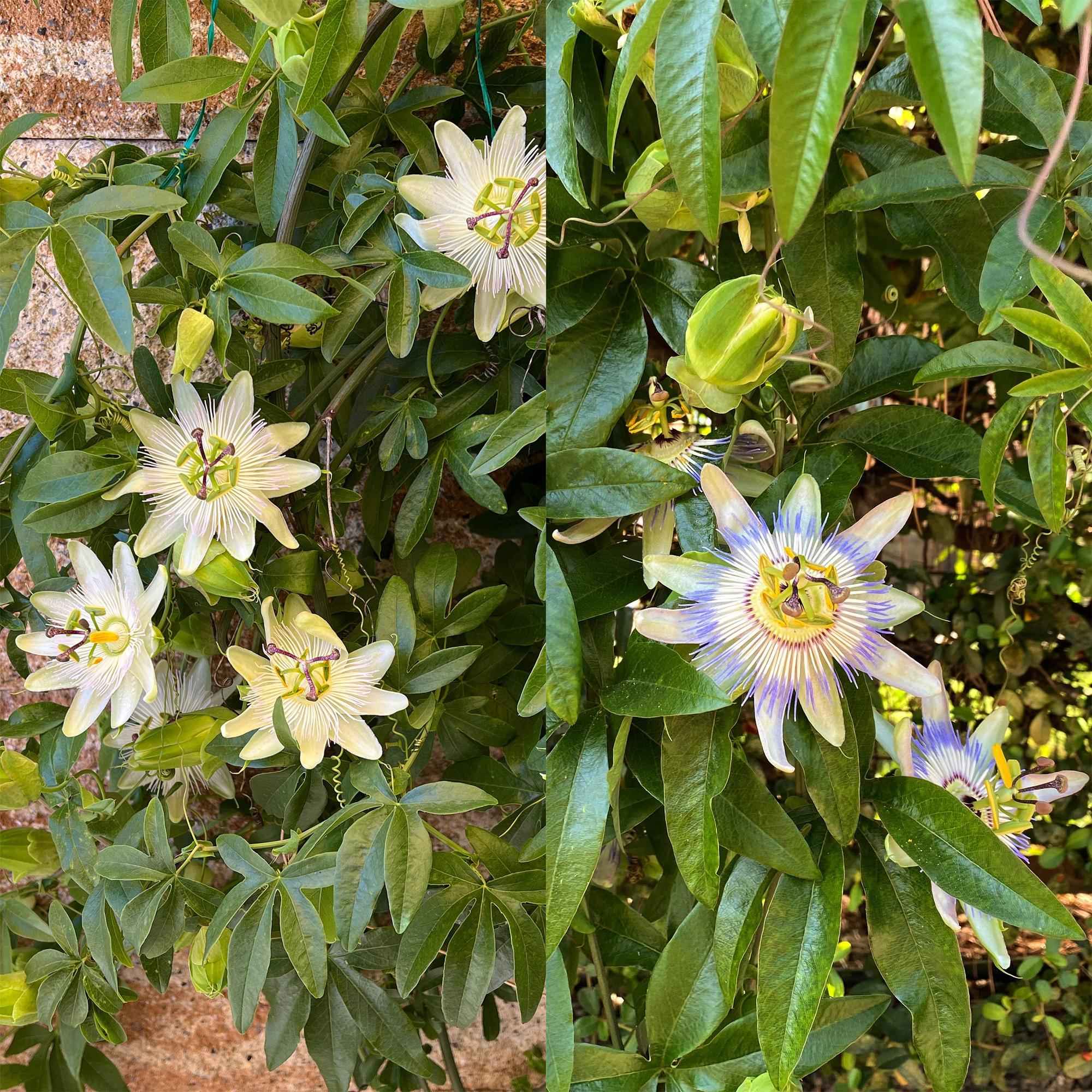 Image of Passionsblume Passiflora Tricolour – Blüte Rosa, Weiß & Lila – Wenig Pflege – 3 Pflanzen – 11cm Höhe 40cm – Ideal für Balkon, Garten & Pergolen
