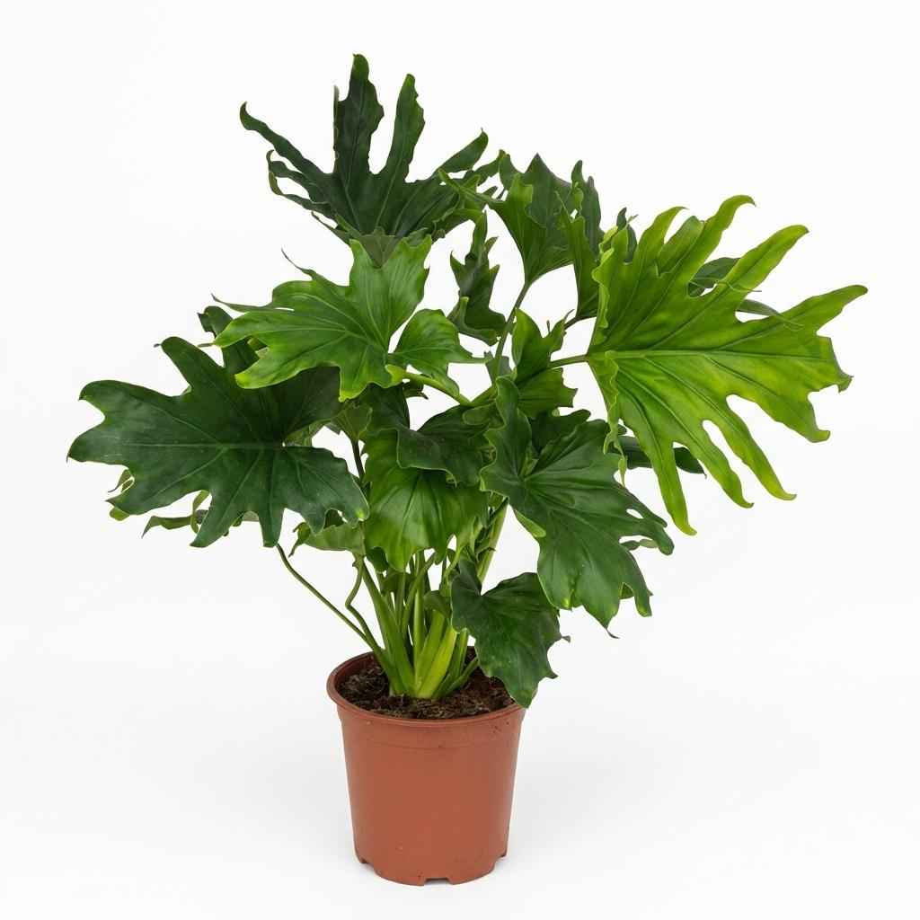 Image of Philodendron Lickety Split grün 70cm 19cm Zimmerpflanze pflegeleicht große dekorative Blätter für Wohnzimmer Büro Schlafzimmer tropische Grünpflanze-0