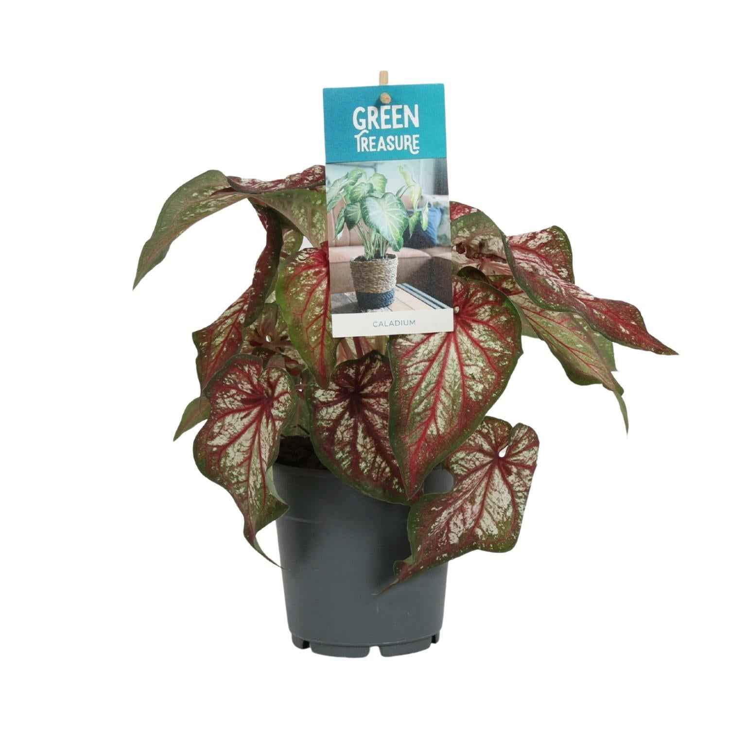 Image of Caladium Bicolor – Engelsschwingen – Ø12cm – ↕25cm – Tropische Zimmerpflanze mit auffälligem Laub – Pflegeleicht & luftreinigend