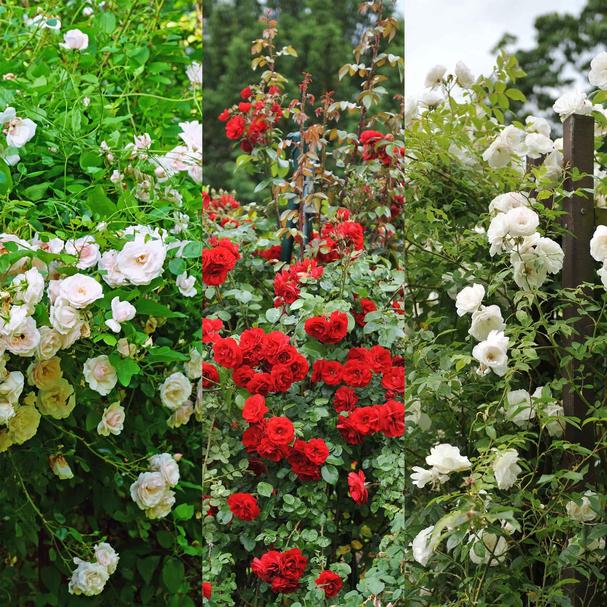 Image of Kletterrose – Rosa Tricolour – Blüte Rosa – Weiß – Rot – 3 Pflanzen – Duftend – Geringer Pflegeaufwand – 11cm – Höhe ca. 40cm-3