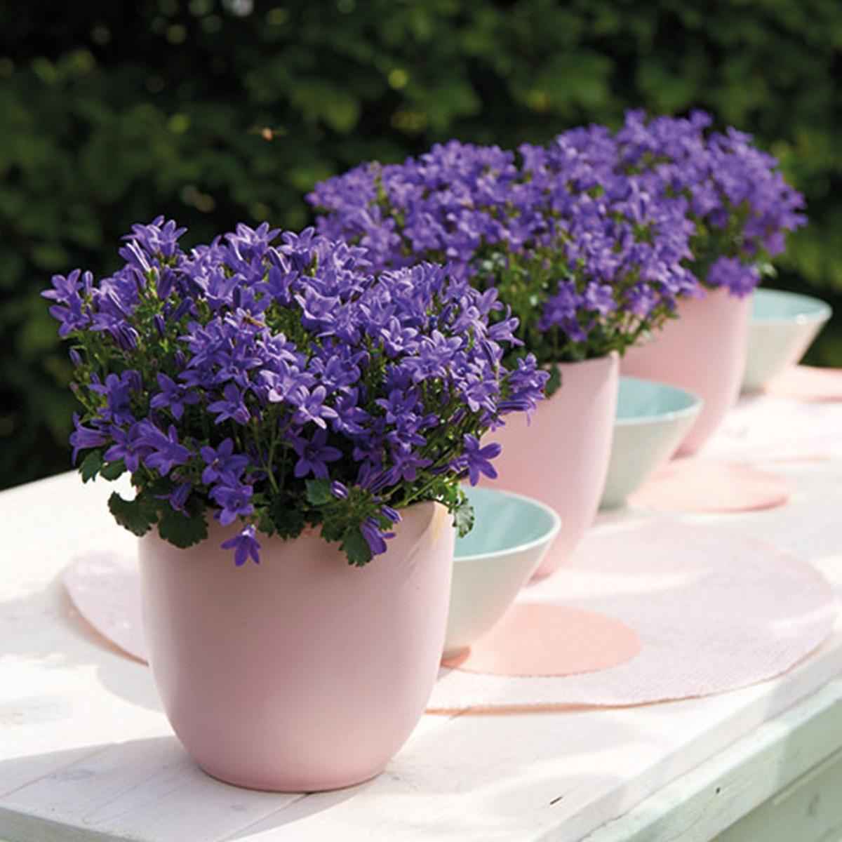Image of Campanula Addenda Ambella lila 6er Set – Glockenblume violett Topfgröße 12cm – winterhart, lang blühend – Bodendecker für ca.1m²-2
