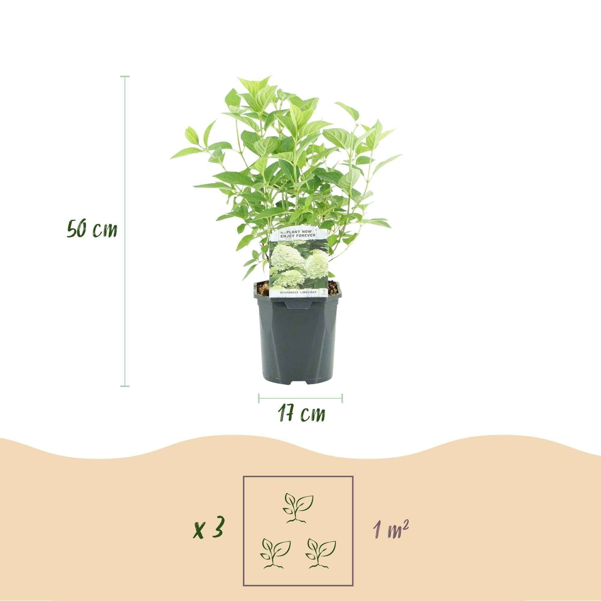 Image of Rispenhortensie – Hydrangea panniculata Limelight – Blüte Limonengrün – Cremeweiß – Laubabwerfend – Große Blüten – 17cm – Höhe ca. 50cm