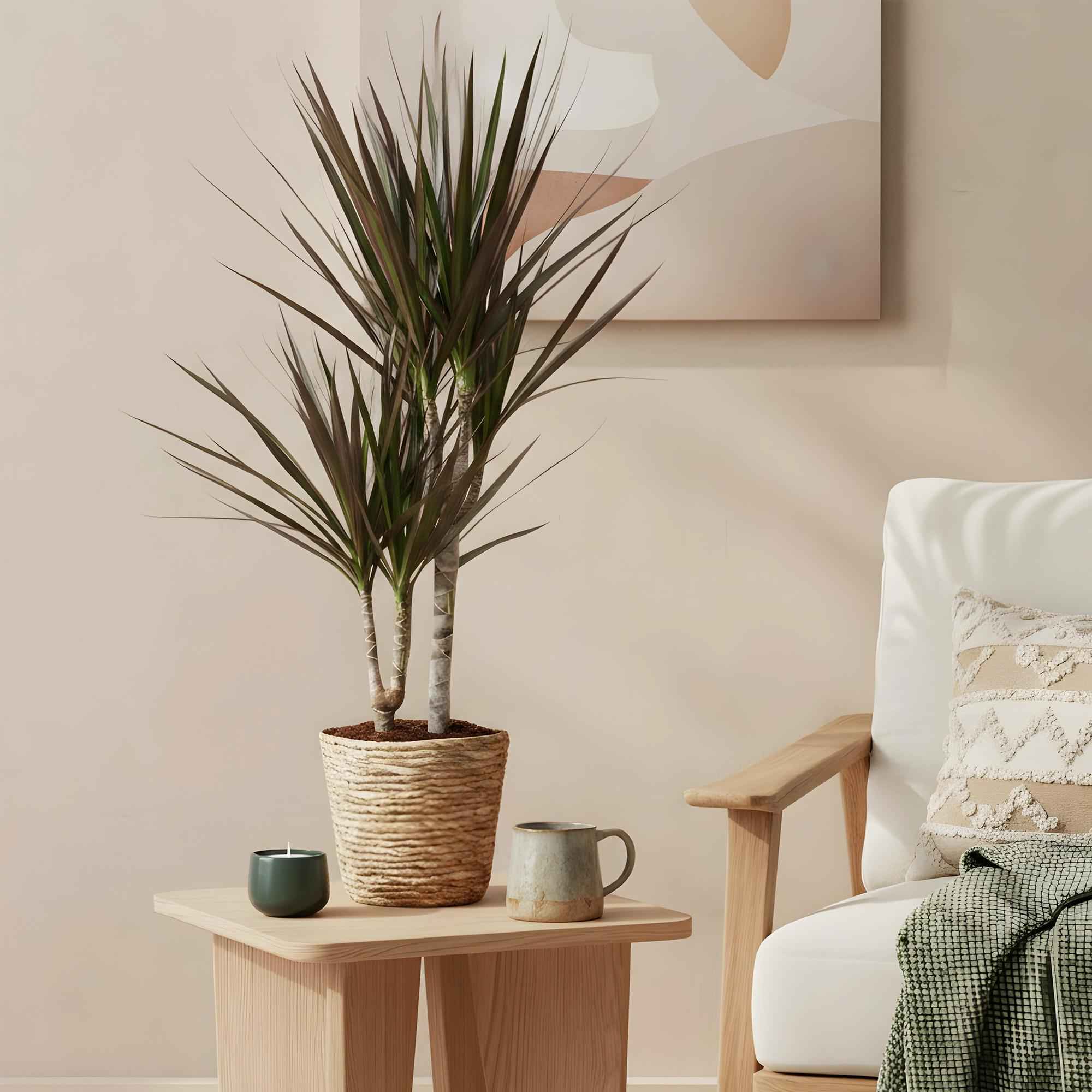 Image of Dracaena Magenta – 70-80cm – 17cm inkl. Naturkorb – Pflegeleichter Drachenbaum – Rot – Grüne Zimmerpflanze mit eleganten Blättern – Ideal für Wohn-3
