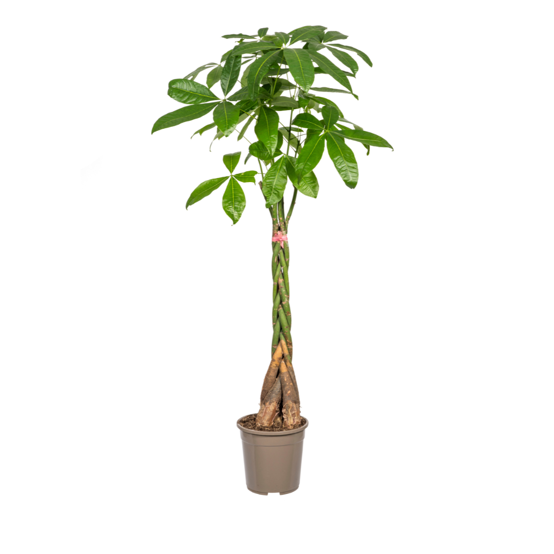 Image of Glückskastanie Pachira Aquatica – Zimmerpflanze – Ø24cm – 120-140cm hoch – Geflochtener Stamm – Exotisch & pflegeleicht-0