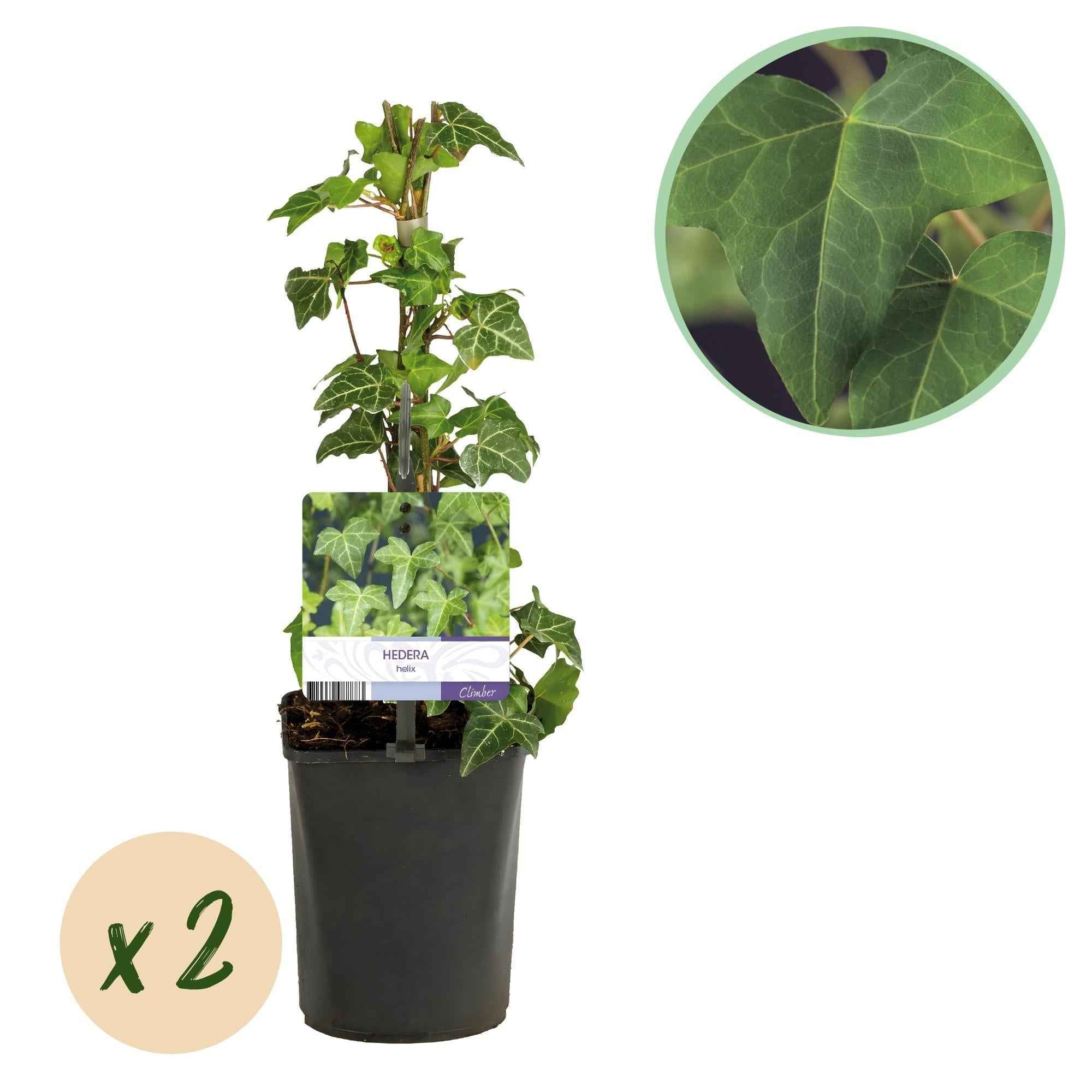 Image of Kletterpflanze Hedera helix – Immergrün – Grüne Blätter – 11cm x H40cm – Pflegeleicht – Für Garten, Balkon & Innenräume
