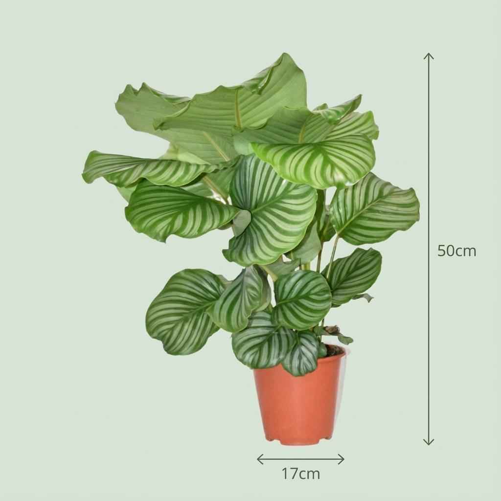 Image of Korbmarante Calathea Orbifolia – Ø17cm – Höhe 40-50cm – Große silbrig gestreifte Blätter – Dekorative Zimmerpflanze für Wohnraum Büro & Schlafzimmer-3