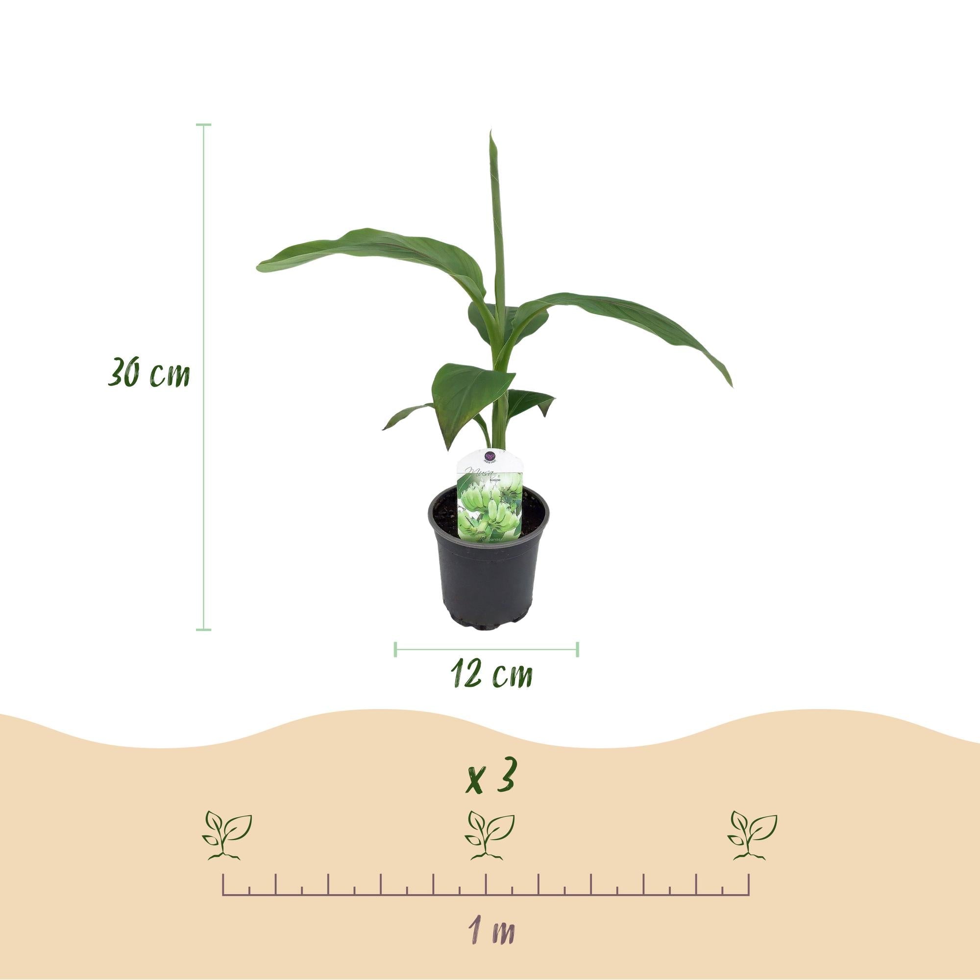 Image of Bananenpflanze Musa Basjoo – 2 Pflanzen – Winterhart – Obstpflanze – Ø12cm, Höhe ca. 30cm – Exotische Gartenbanane für Beet, Terrasse & Balkon-3