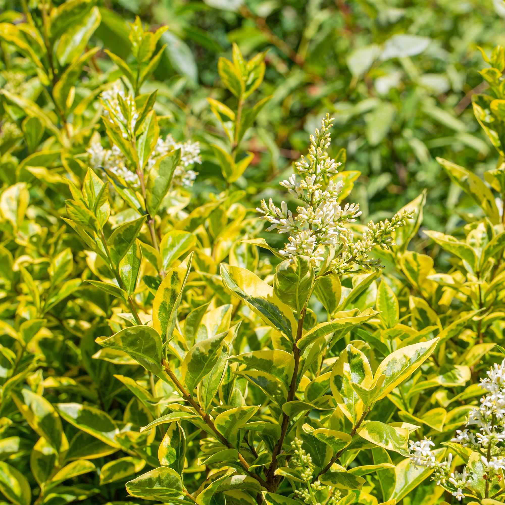 Image of Ovalblättriger Liguster Ligustrum ovalifolium Aureum – Immergrüne Heckenpflanzen – 8 Pflanzen – 1m – 9cm Höhe 35-40cm – Gelb – Grün – Pflegeleicht-4