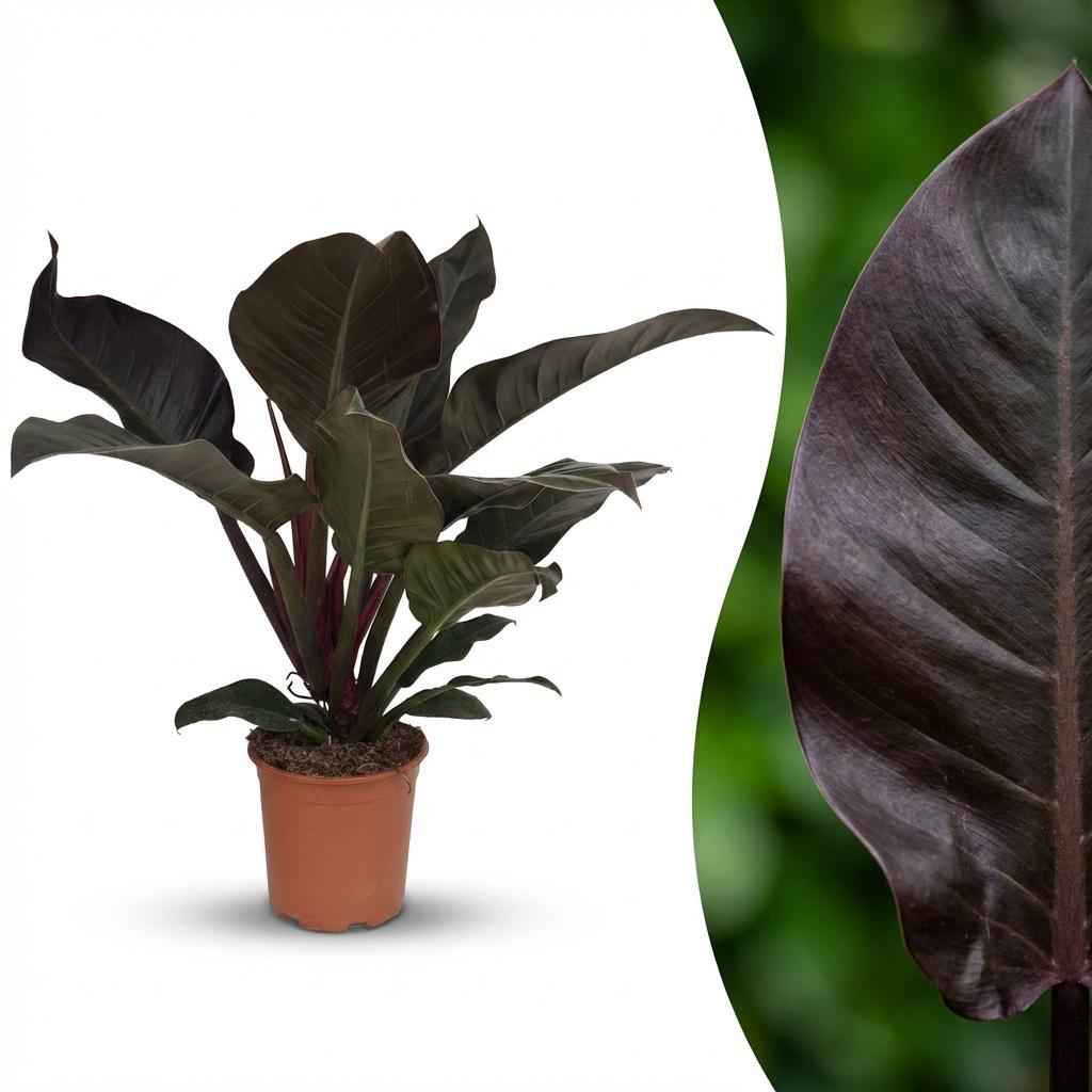 Image of Philodendron Imperial Red rot grün 60cm 19cm Zimmerpflanze pflegeleicht dekorative Blätter für Wohnzimmer Büro Schlafzimmer tropische Grünpflanze-1