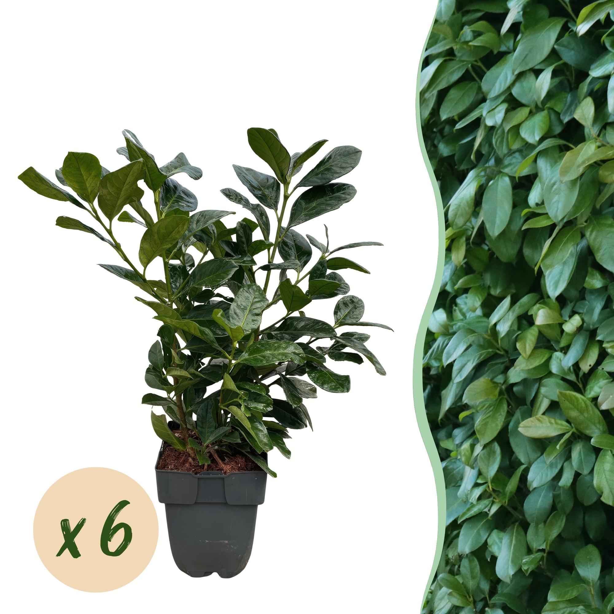 Image of Kirschlorbeer Prunus laurocerasus Etna – Hecke – Blatt grün – 6 Pflanzen – 1 laufender Meter – Immergrün – 17cm x H50cm-1