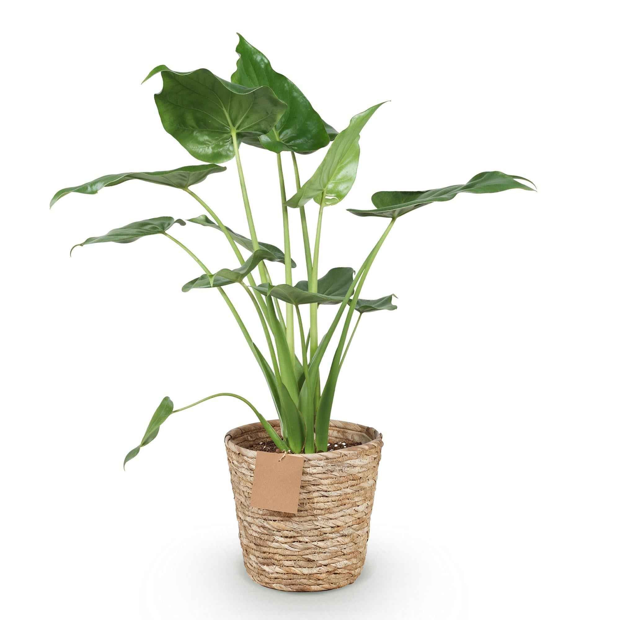 Image of Alocasia Cucullata – Buddha – Hand – 65-70cm – 21cm inkl. Naturkorb – Pflegeleichte exotische Zimmerpflanze – Herzförmige glänzende Blätter-0