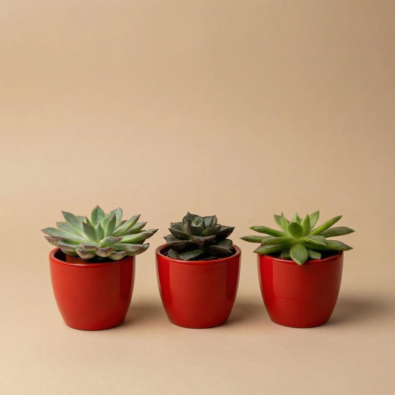 Image of Sukkulenten Set 3er mit rotem Keramik Mini-1