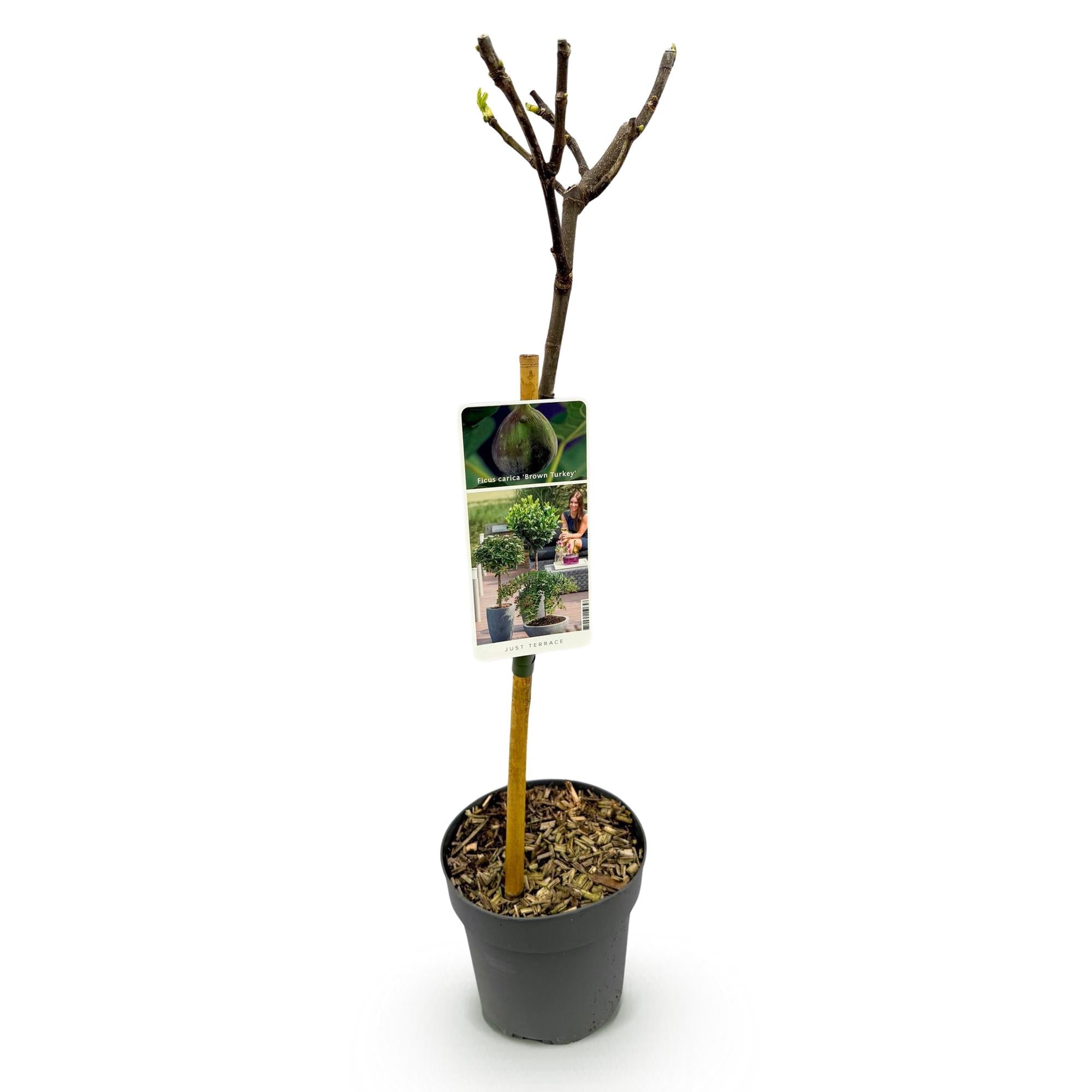 Image of Feigenbaum Ficus carica 'Brown Turkey' – Stamm – Pflanze – Höhe ca. 90cm – Ø19cm – Obstpflanze für Terrasse & Garten – Essbare Früchte-1