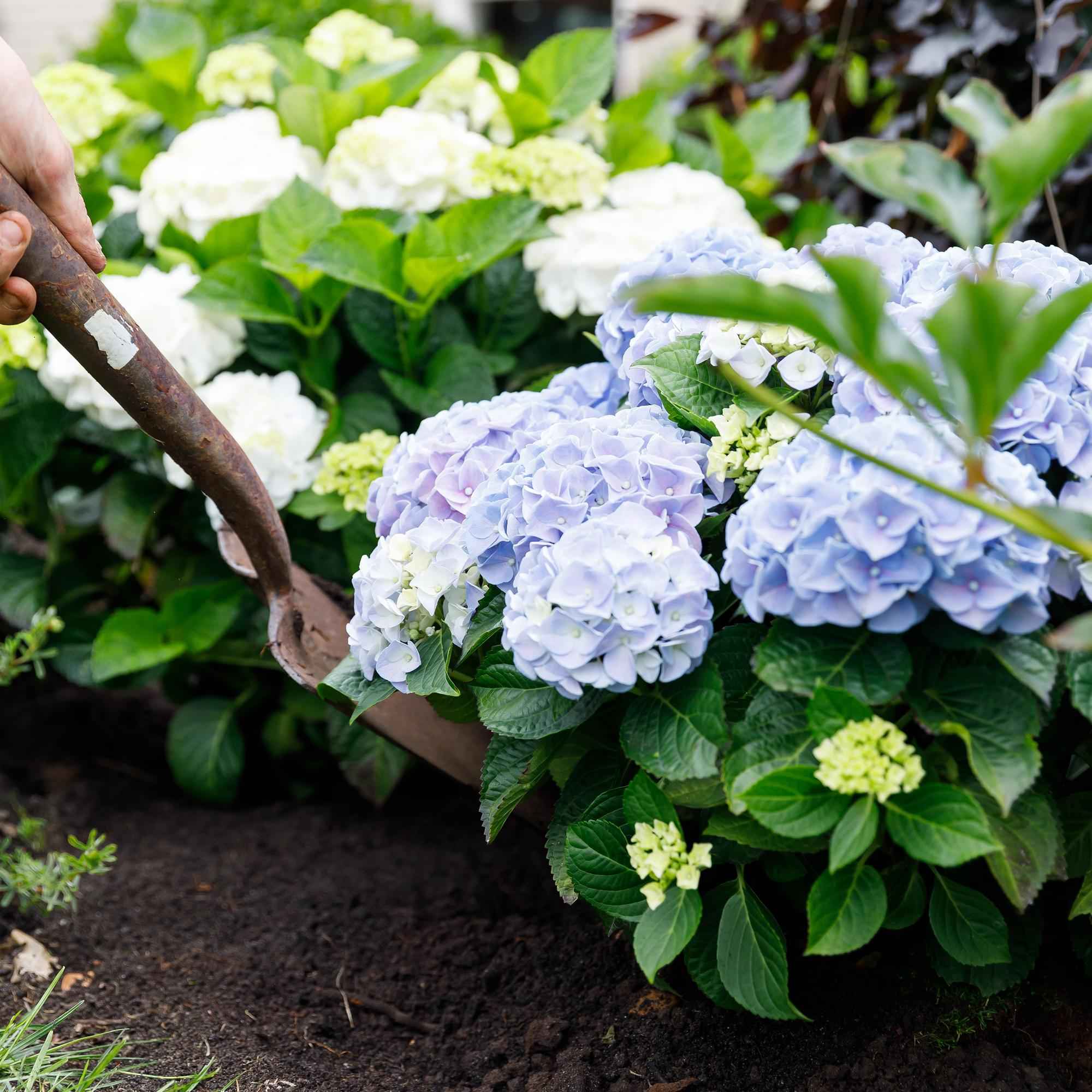 Image of Hortensie Forever & Ever – Blau – 2 Pflanzen – Hydrangea macrophylla – Je im 23cm Topf – Ca. 55cm hoch – 7-12 Blüten – Für Balkon, Terrasse & Beet-4