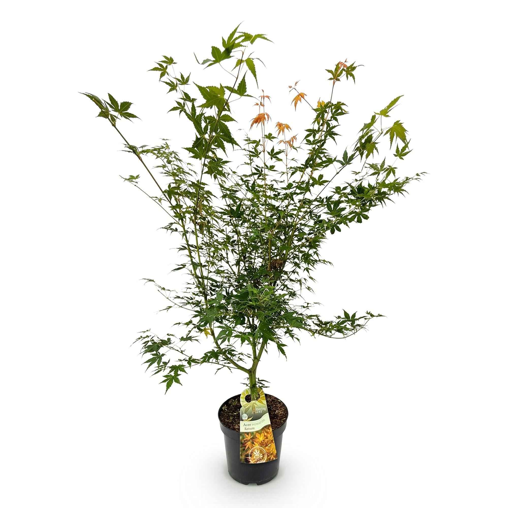Image of Japanischer Ahorn Acer palmatum Katsura, laubabwerfende Gartenpflanze in Grün mit gelb orangem Austrieb, Zierahorn für Garten und Kübel, Ø26cm,