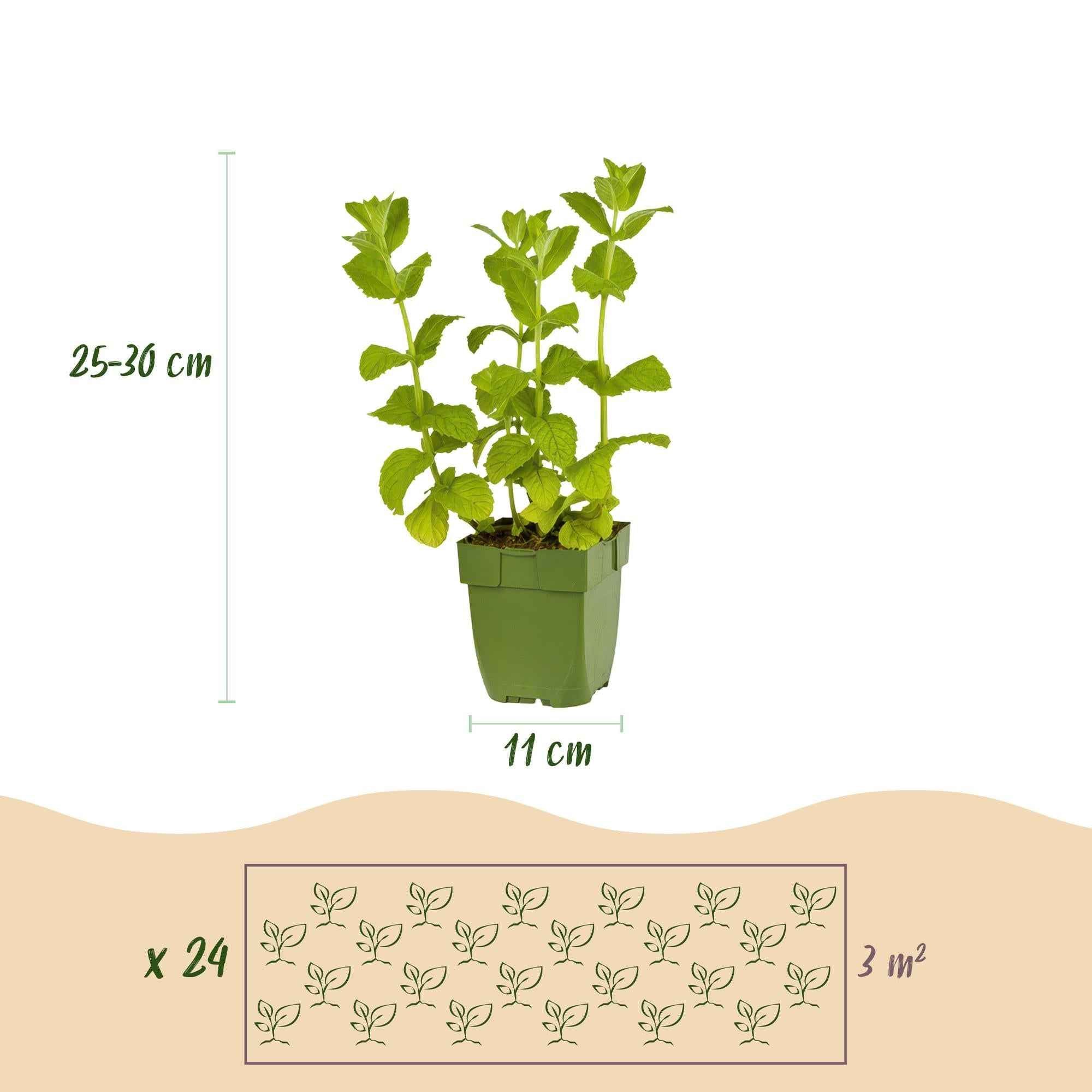 Image of Staudenset – Kräuter – 24 Teekräuter – Stauden für 3 m² – Aromatisch & Duftend – Pflegeleicht – Verschiedene Sorten – Ø11cm
