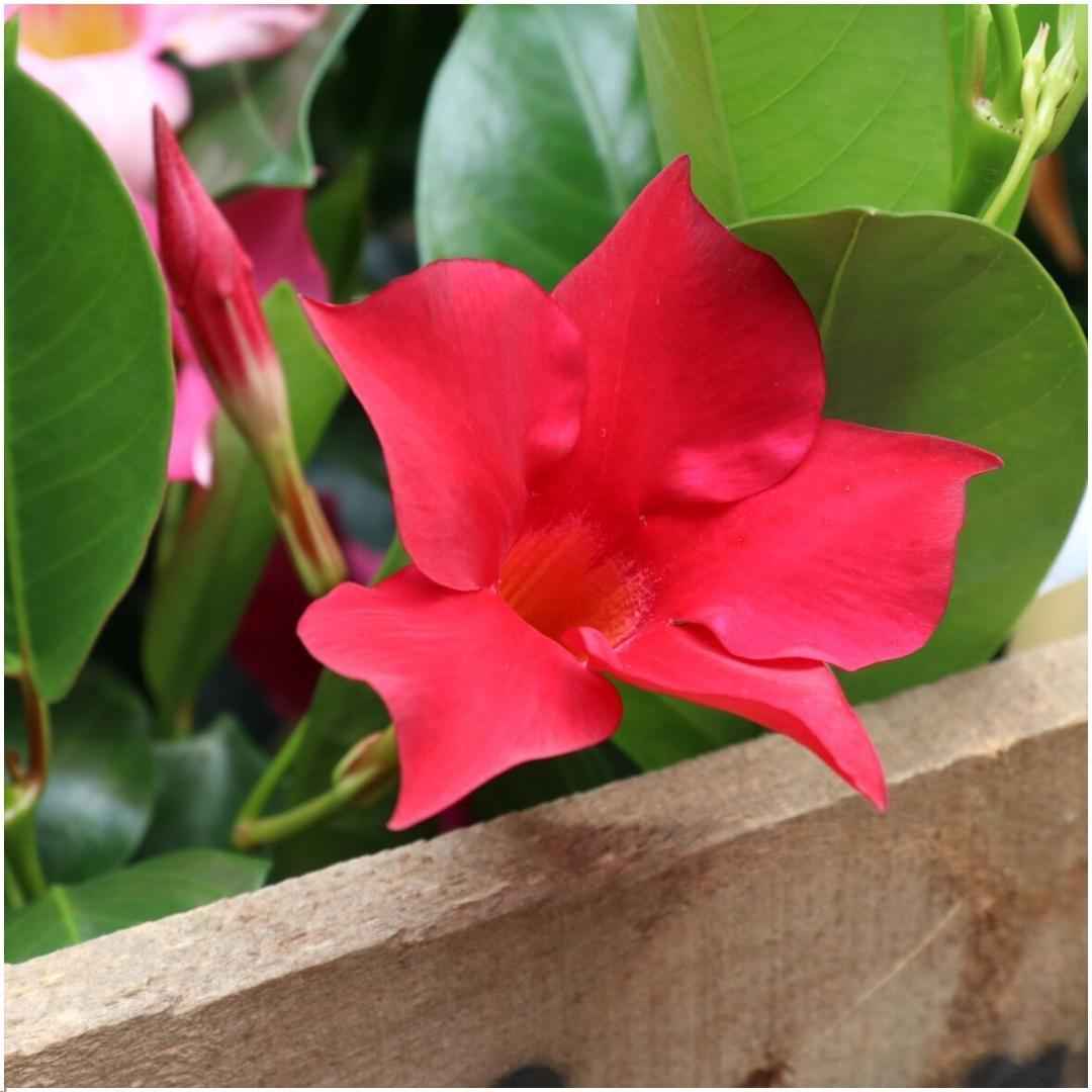 Image of Dipladenia Red – Mandevilla Red – Kletterpflanze – Ø12 cm – ↕25 cm – Pflegeleicht – Lange Blütezeit – Innen & Außen – 6 Pflanzen-2