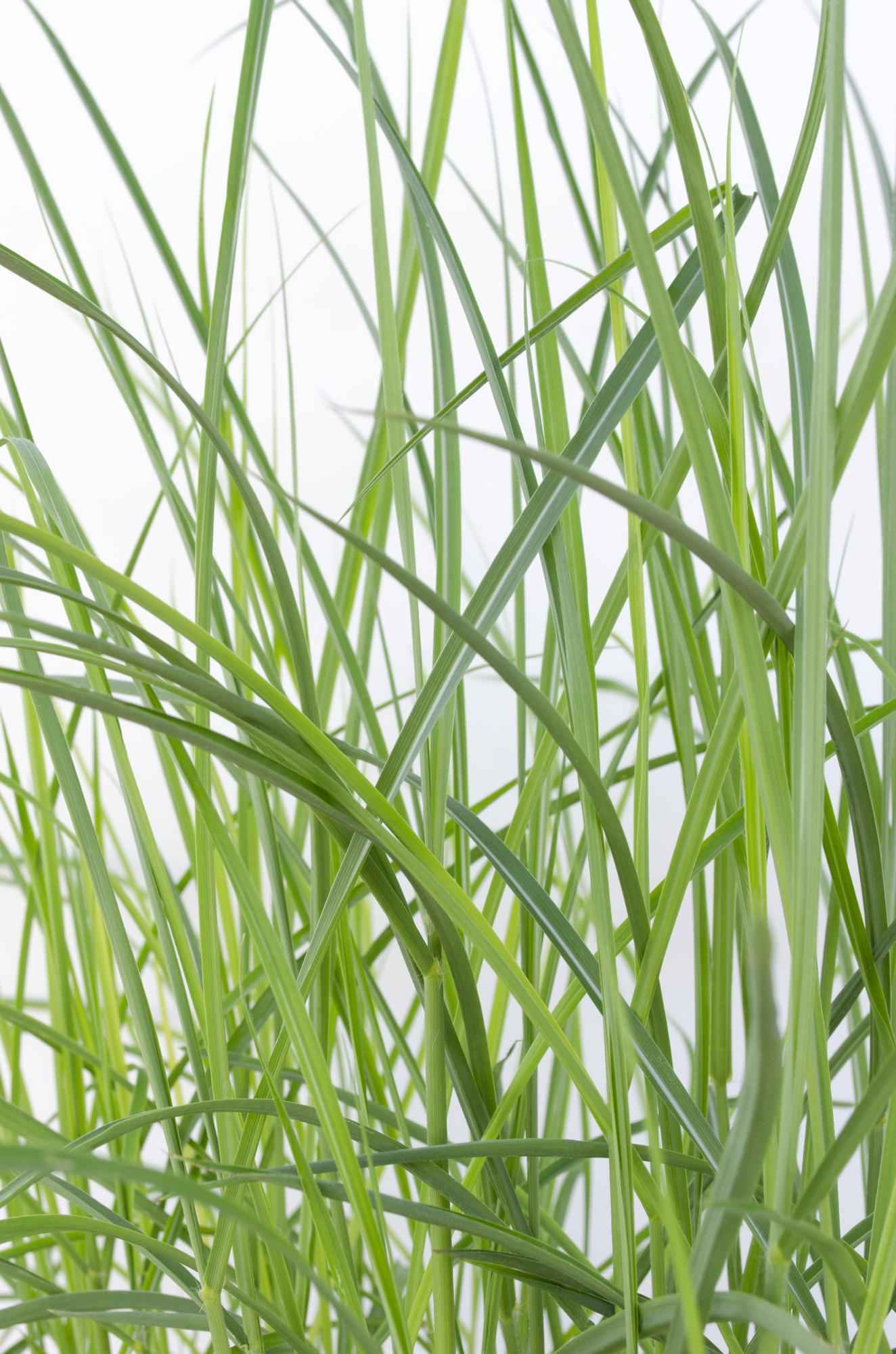Image of Chinaschilf - Miscanthus sinensis 'Ferner Osten' - Ø19cm ↕50cm - Ziergras mit roten Stängeln & rotbraunen Blüten - Winterhart & pflegeleicht