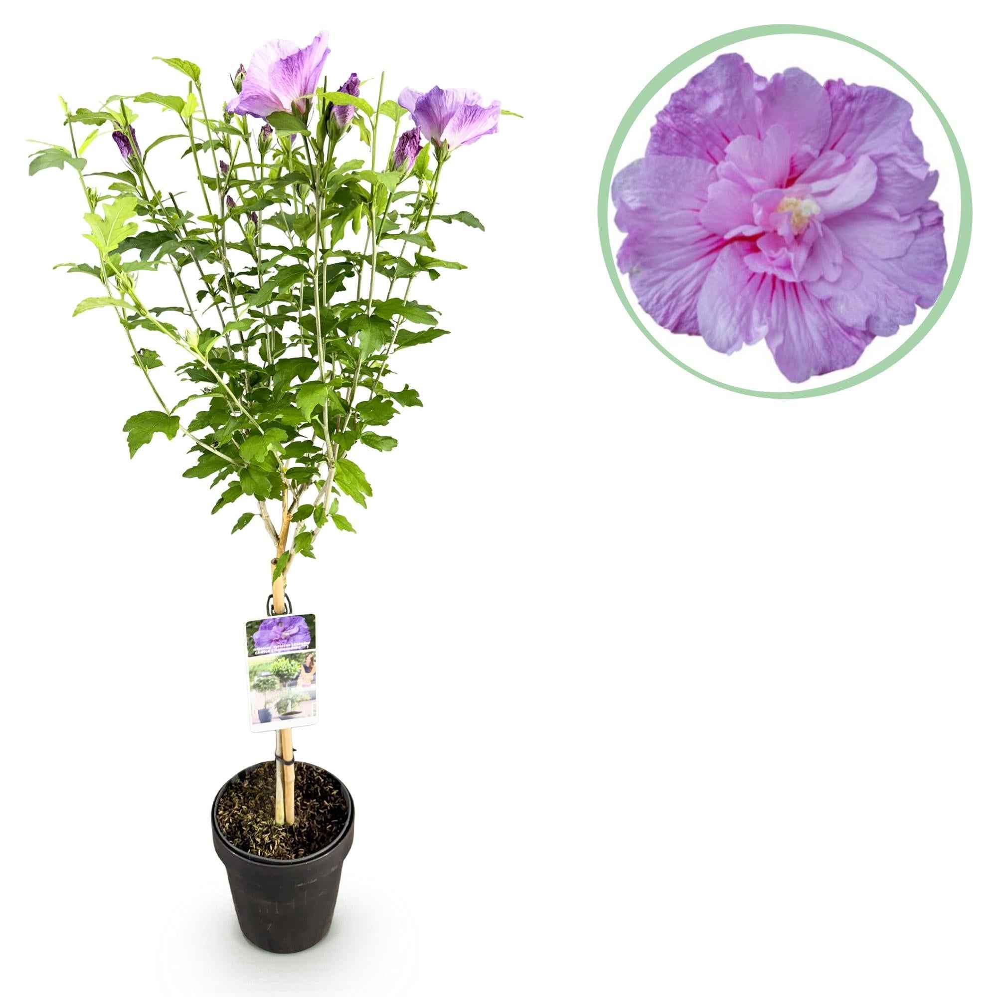 Image of Hibiscus syriacus Lavender Chiffon – Stamm – Pflanze Ø19cm – ca. 90cm hoch – Winterharte Terrassen – & Balkonpflanze – Lila gefüllte Blüten