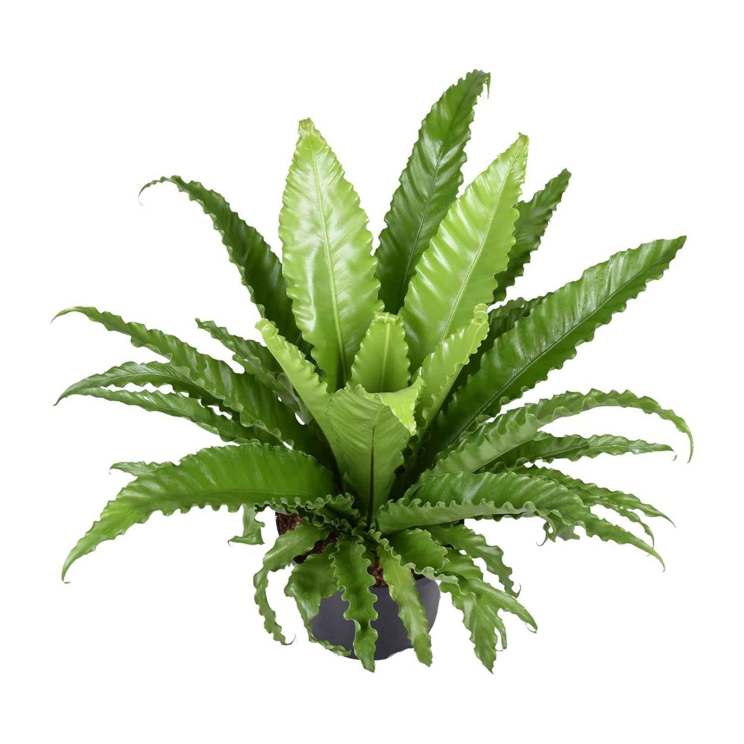 Image of Nestfarn – Asplenium Antiquum Osaka – Zimmerpflanze – Ø23cm – ↕60cm – Üppige grüne Wedel – Pflegeleicht