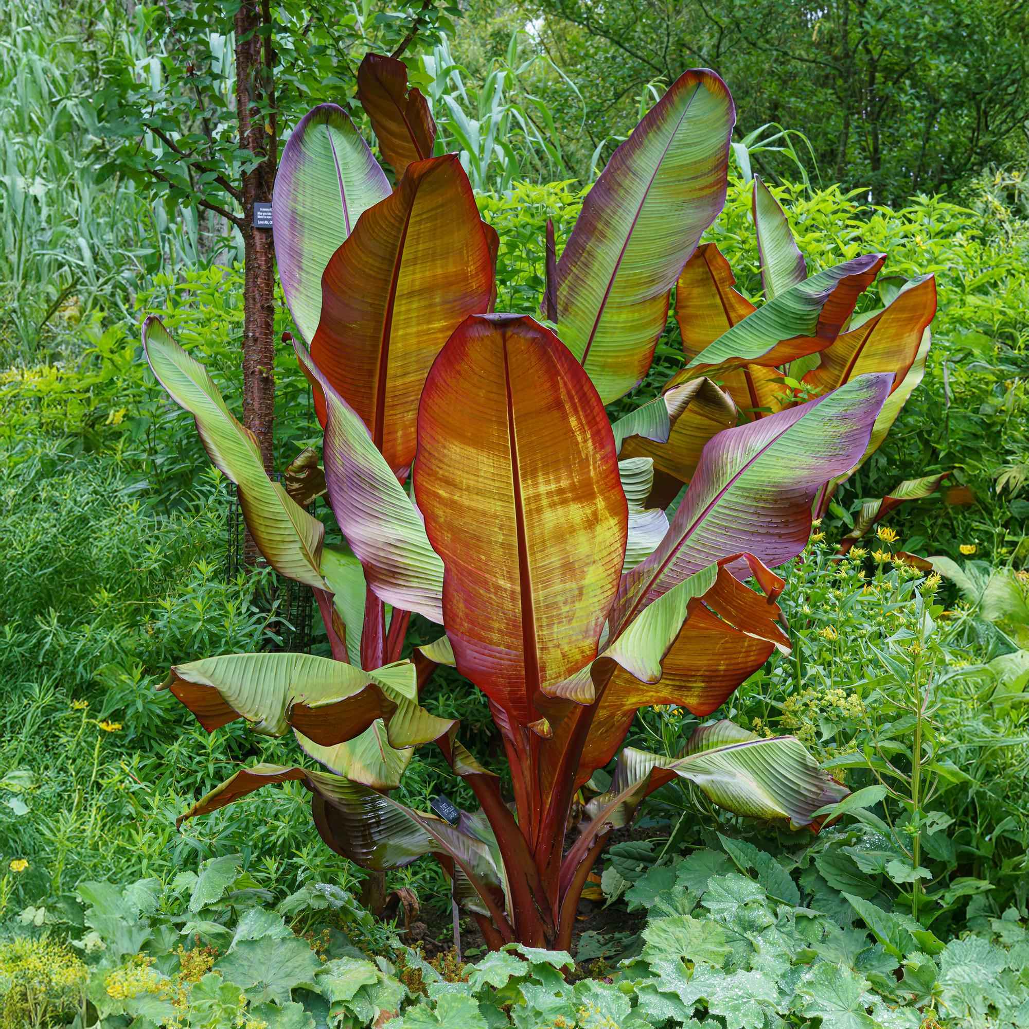 Image of Bananenpflanze Ensete ventricosum Maurelli – 2 Pflanzen – Winterhart – Obstpflanze – Ø12cm – Höhe ca. 30cm