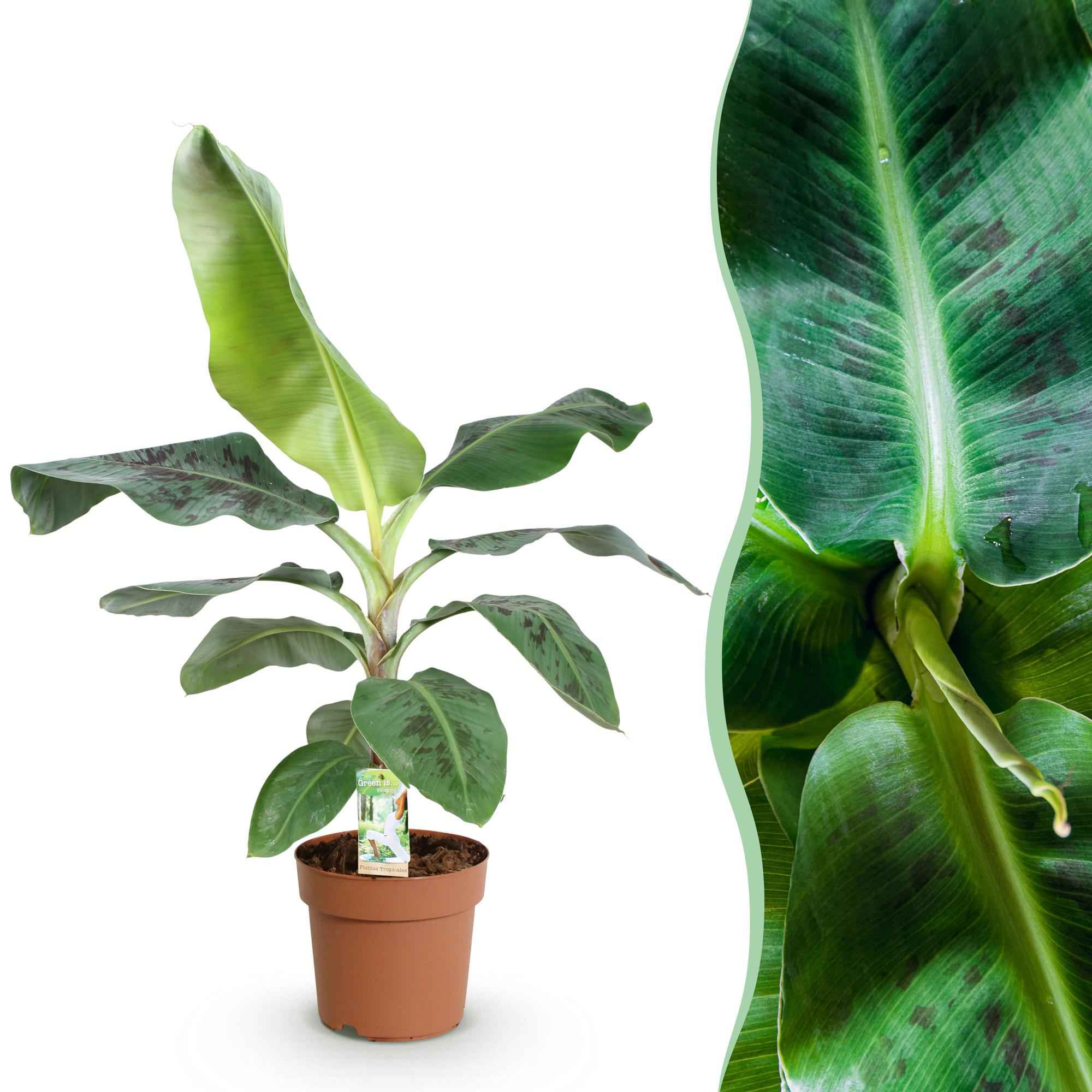 Image of Bananenpflanze Musa acuminata Dwarf Cavendish – 70-75cm – 21cm – pflegeleicht