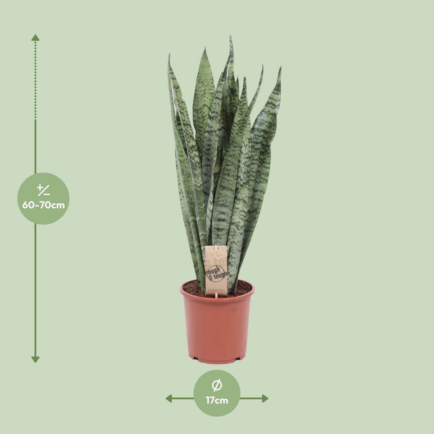 Image of Bogenhanf Sansevieria Zeylanica – 70cm Ø17cm – Pflegeleichte Schwiegermutterzunge mit schlanken Blättern – Robuste Grünpflanze