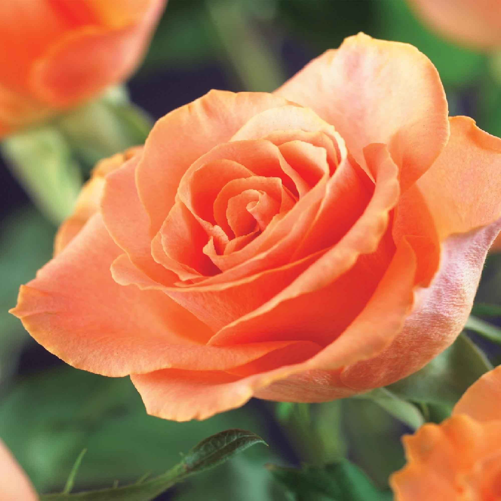 Image of Kletterrose – Rosa Orange Climber – Orange Blüten – 2 Pflanzen – 11cm – Höhe 40cm – Wenig Pflege – Blüte im Sommer-0