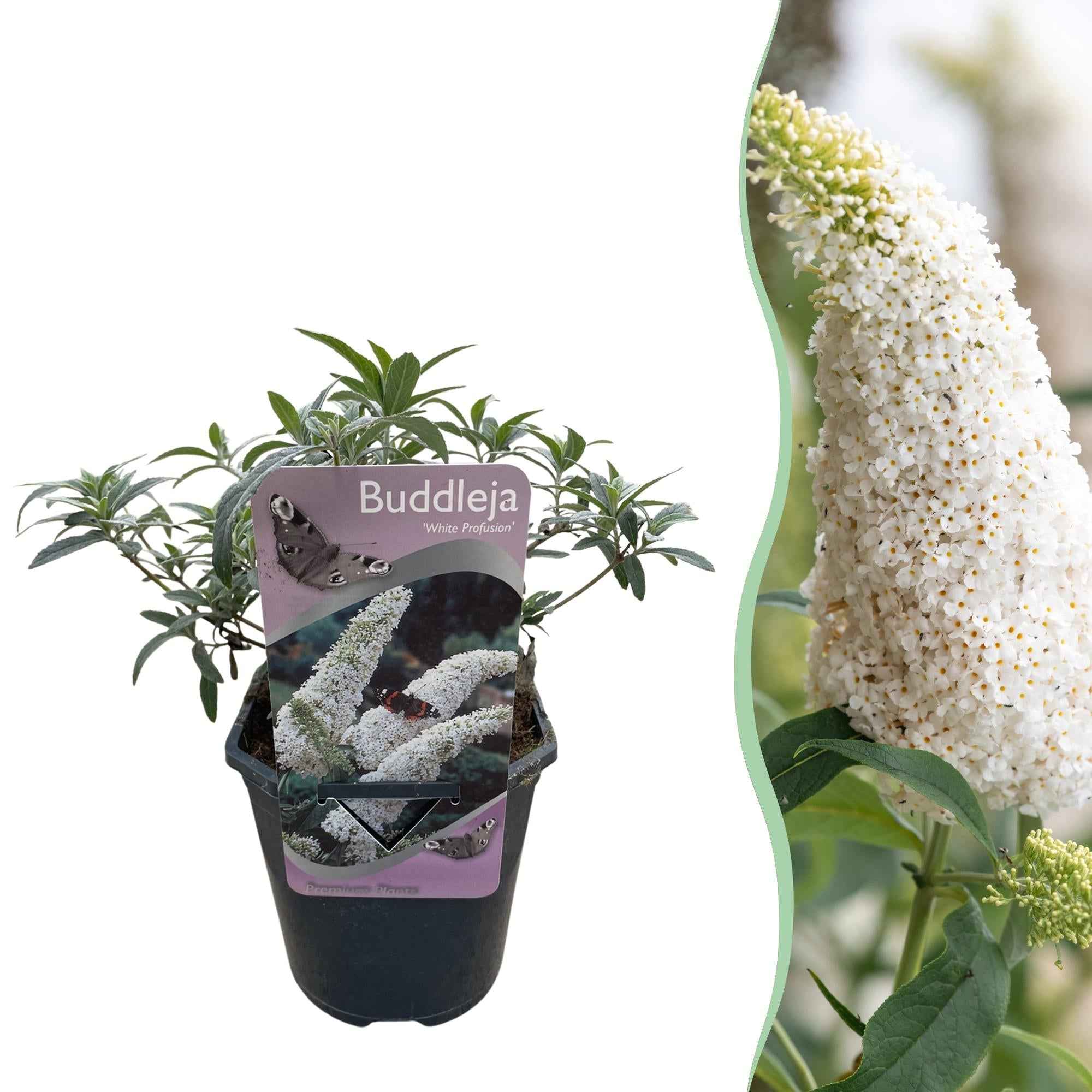 Image of Schmetterlingsstrauch Buddleja davidii White Profusion – Weiße Blüten – Bienfreundlich & Schmetterlingsanziehend – Laubabwerfend – Höhe 17-25cm