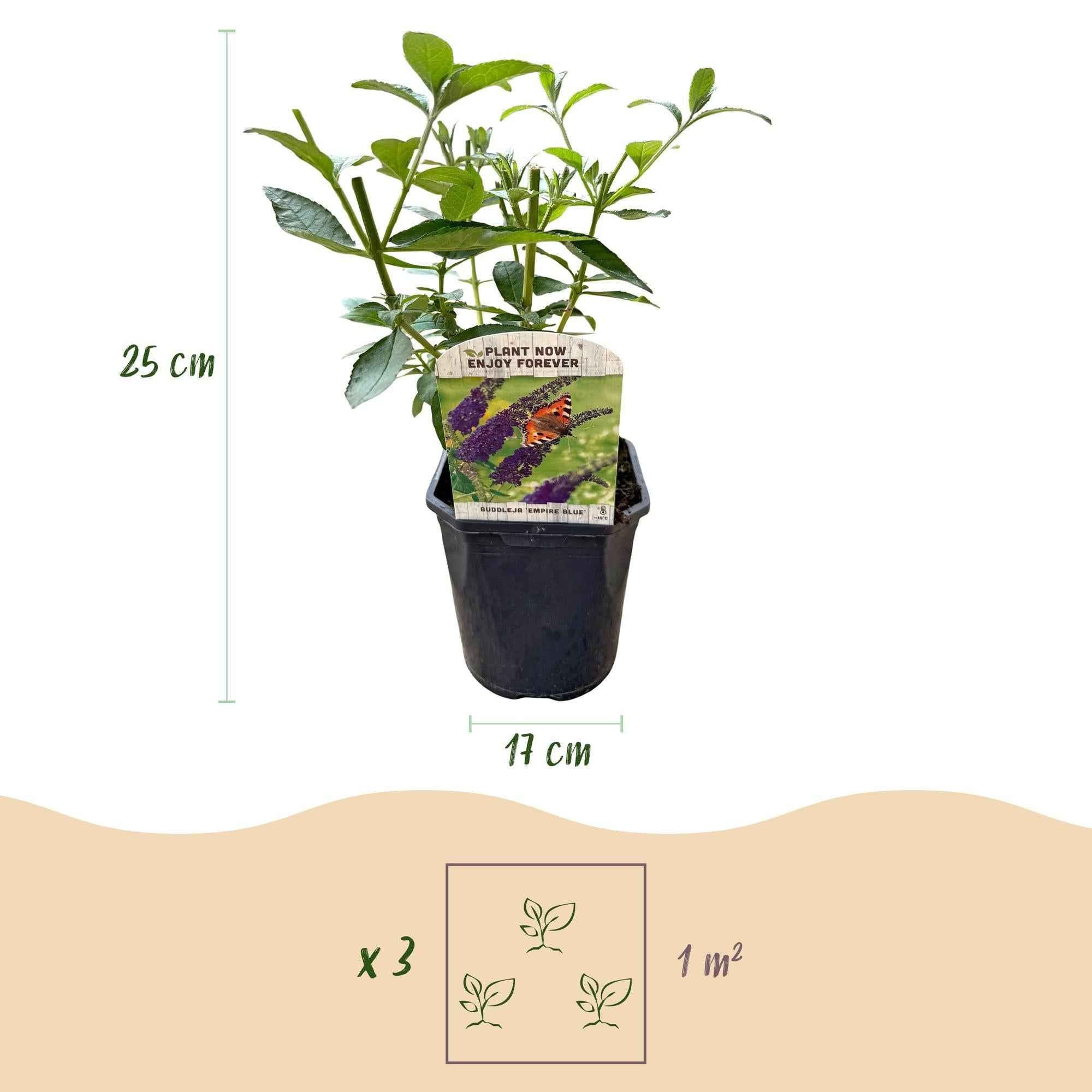 Image of Schmetterlingsstrauch Buddleja davidii Empire Blue – Blau blühender, laubabwerfender Gartenstrauch – Schmetterlings – & bienenfreundlich-4