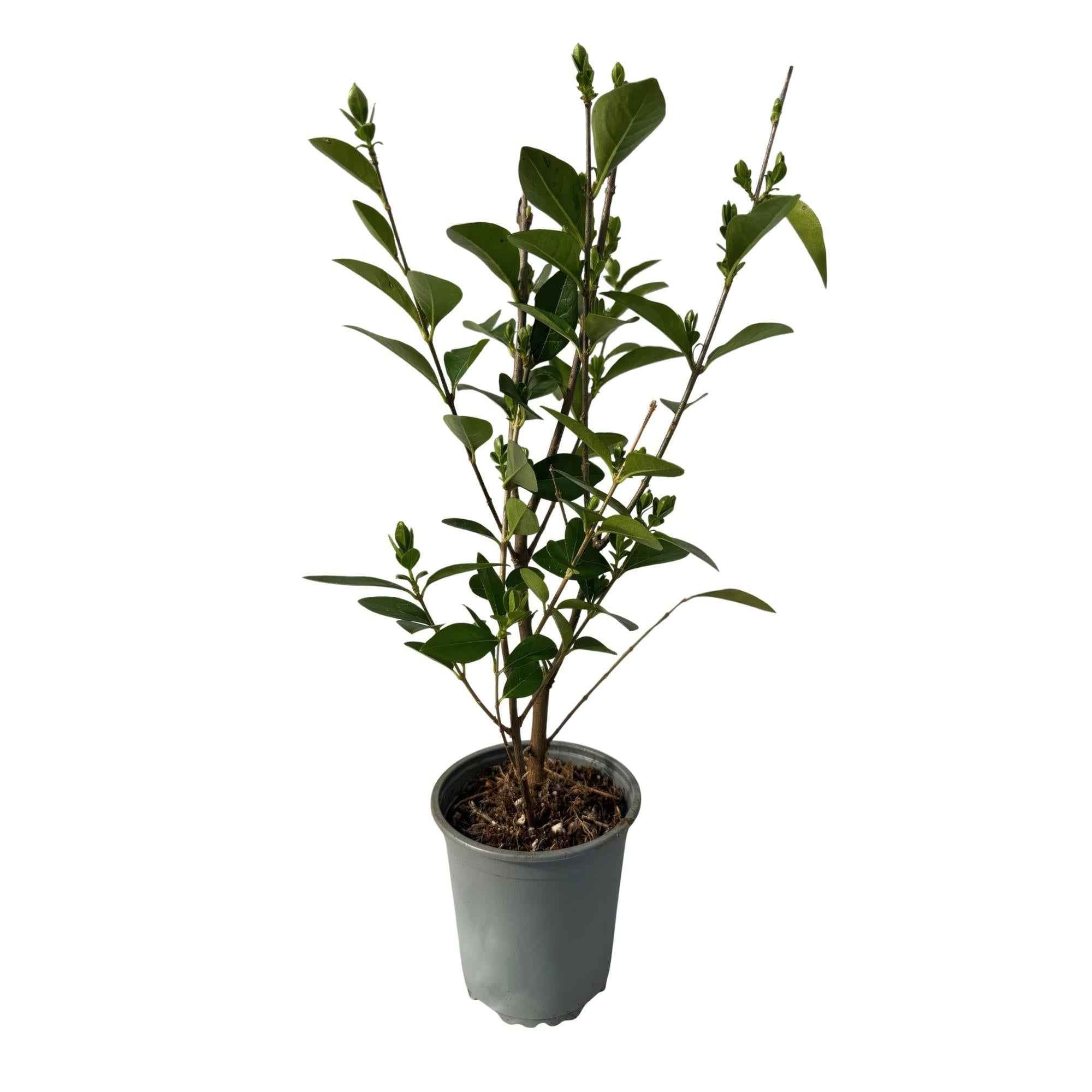 Image of Ovalblättriger Liguster Ligustrum ovalifolium – Immergrüne Heckenpflanzen – 8 Pflanzen – 1m – 9cm Höhe 35-40cm – Grün – Pflegeleicht-0