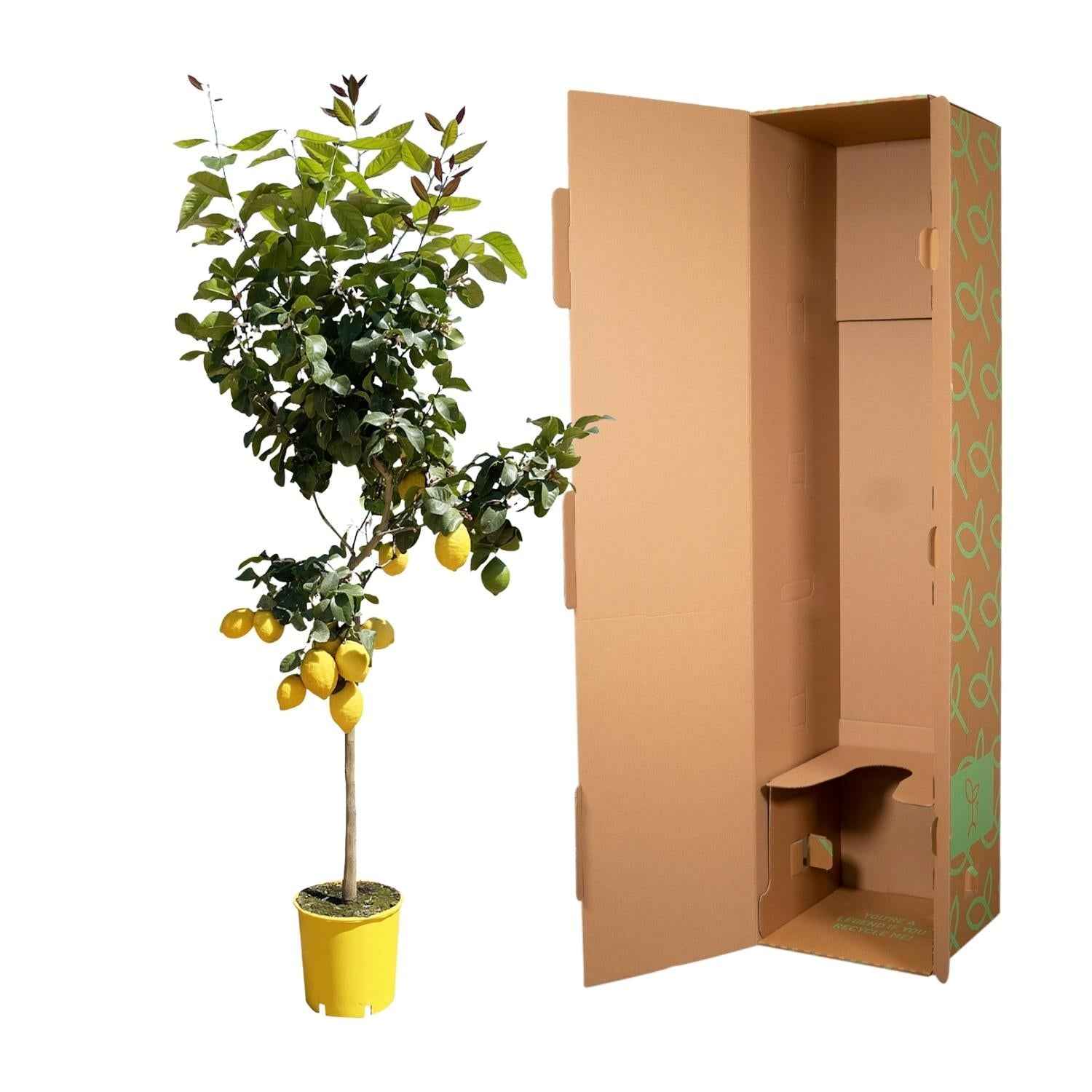 Image of Zitronenbaum – Citrus limon – ca. 150cm hoch – Ø24cm – duftende Blüten & essbare Zitronen – immergrüne Zimmer – & Terrassenpflanze