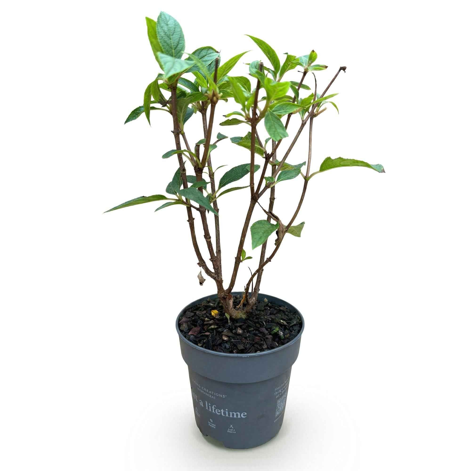 Image of Rispenhortensie Hydrangea paniculata Living Pink & Rose winterhart rosa 20-30cm im 12cm Topf für Garten Balkon Terrasse Beet bienenfreundlich