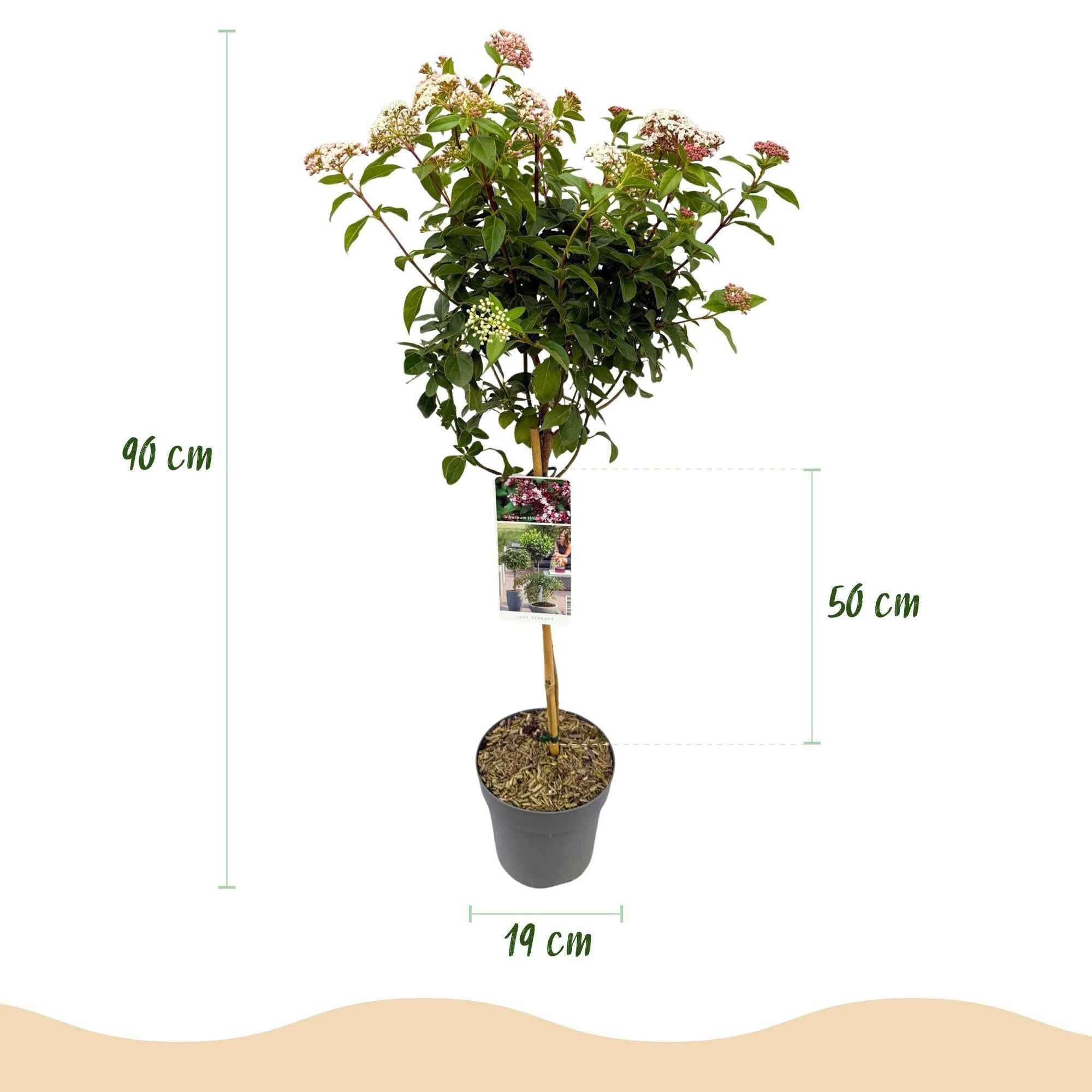 Image of Viburnum tinus – Immergrüner Schneeball – Stamm – Pflanze – Ø19cm – Höhe ca. 90cm – Winterblüher – pflegeleicht – Für Terrasse, Balkon & Garten-2