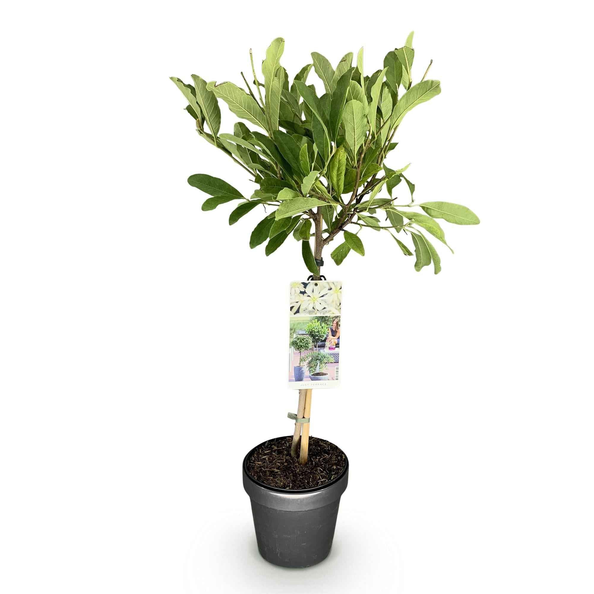 Image of Sternmagnolie Magnolia stellata – 19cm Höhe ca.90cm – Weiß blühend – Laubabwerfend & winterhart – Elegante Magnolie für Beet Balkon Terrasse