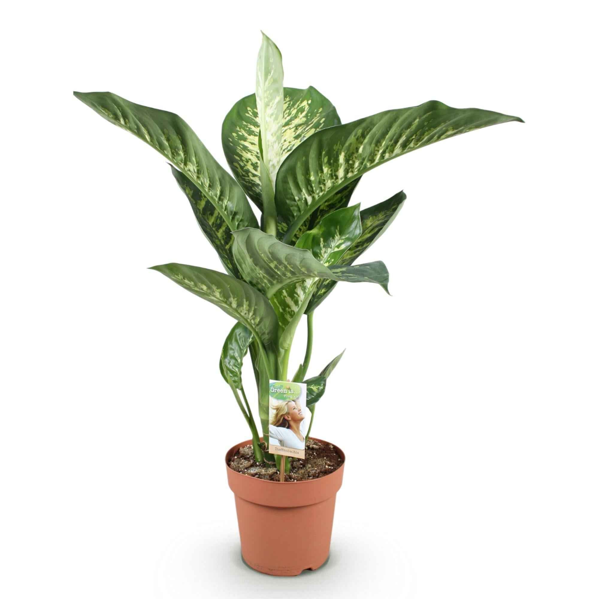 Image of Dieffenbachia Tropic Snow – 21cm – Höhe 90-100cm – Pflegeleichte bunt gemusterte Zimmerpflanze für Wohnzimmer, Büro und stilvolle Innenräume-0