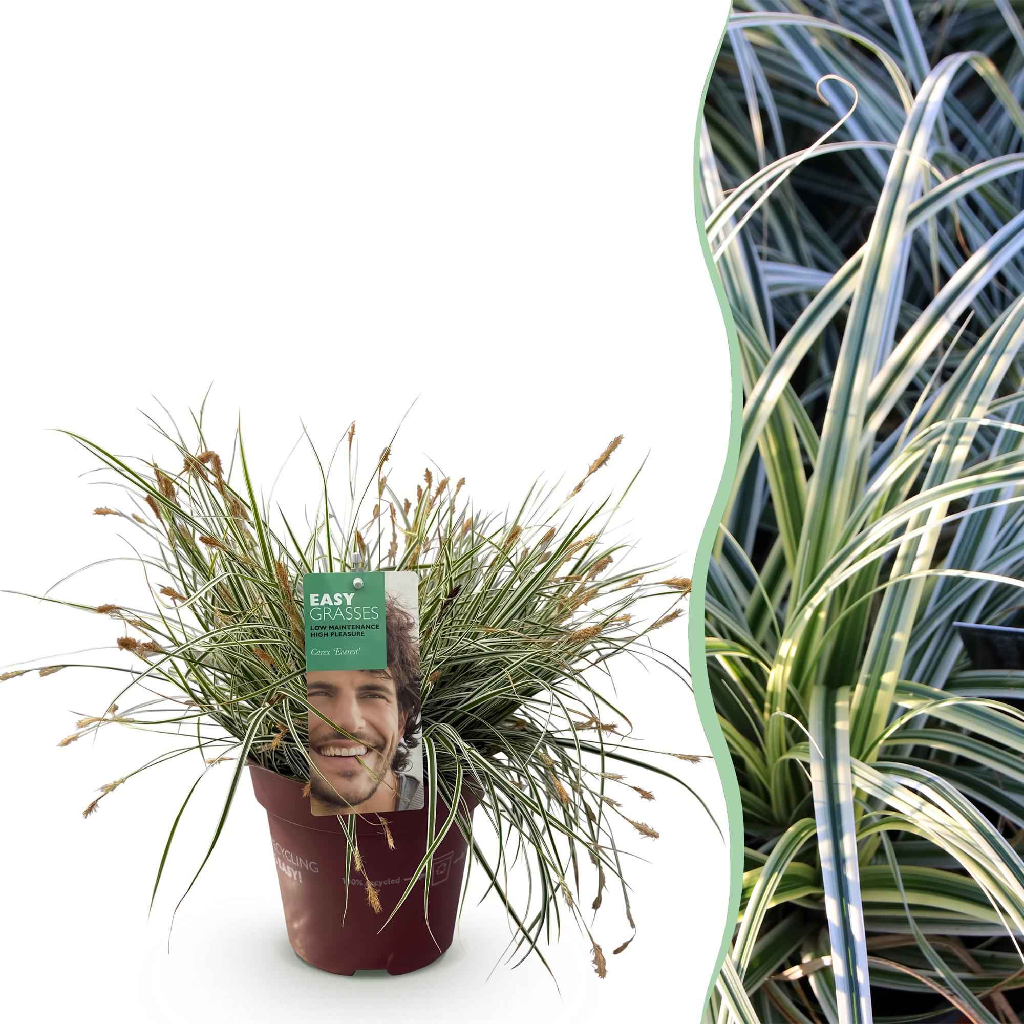 Image of Ziergras Segge Carex oshimensis Everest – Weiß – Grün panaschiert – Immergrün & winterhart – Höhe ca. 50cm – 17cm – Pflegeleicht für Beet & Kübel