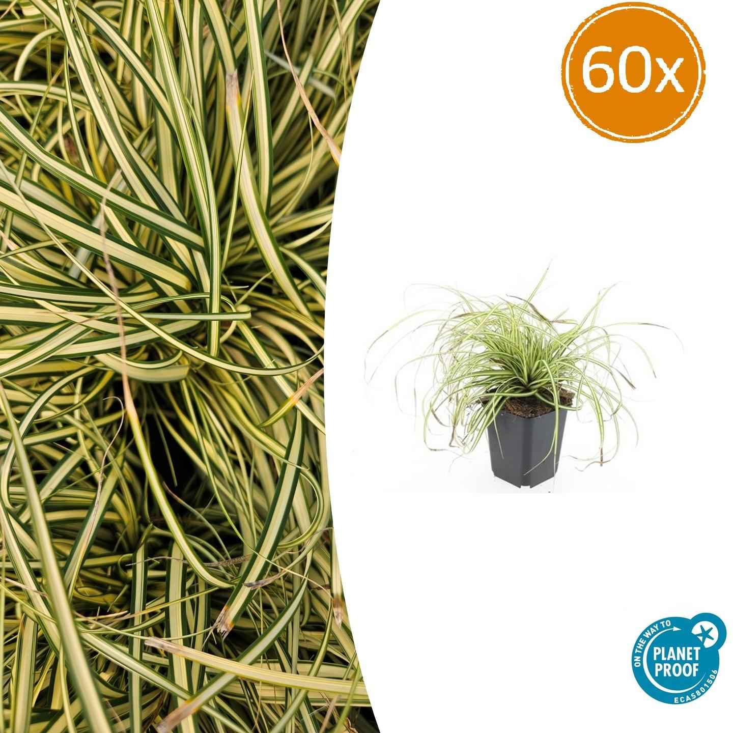 Image of Gold-Segge Carex oshimensis 'Evergold' – ↕10-25cm – Ø9cm – 60 Pflanzen – Bodendecker – Winterhart – Pflegeleicht – Schattengarten