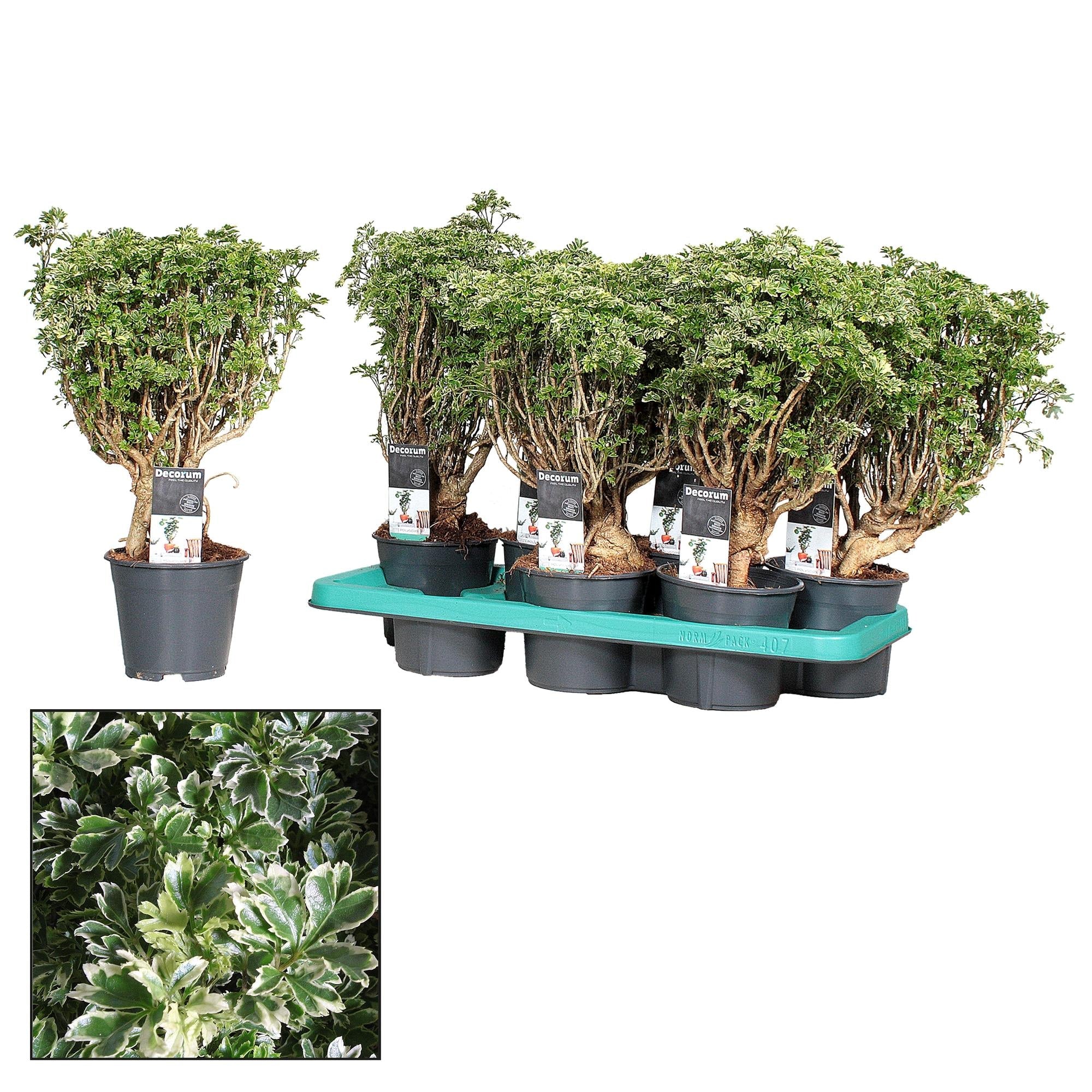 Image of Polyscias Hawaiiana Ming Gold – Bonsai Zimmerpflanze ca. 40cm Höhe – Ø14cm – Elegante, fein verzweigte Blattschmuckpflanze für Zimmer & Büro-0