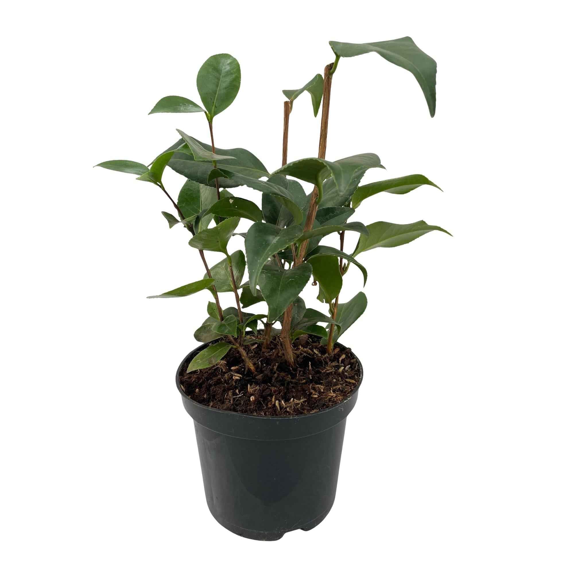 Image of Kamelie Camellia japonica Tricolour – Strauch – Blüte Rosa, Weiß & Rot – Immergrün – 15cm Höhe 30cm – Für Garten & Terrasse-0