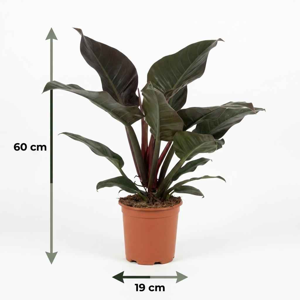 Image of Philodendron Imperial Red rot grün 60cm 19cm Zimmerpflanze pflegeleicht dekorative Blätter für Wohnzimmer Büro Schlafzimmer tropische Grünpflanze-4