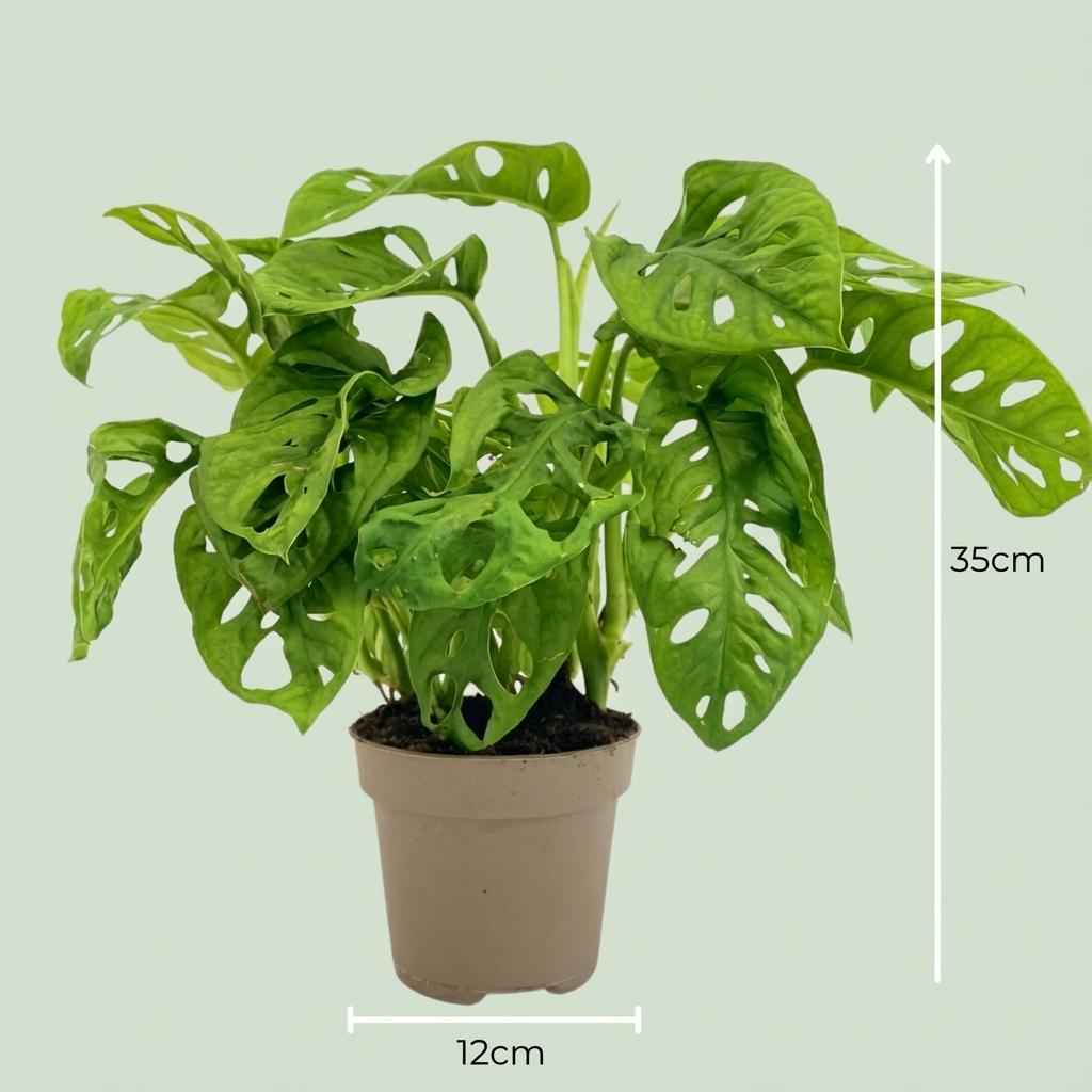 Image of Monstera Adansonii Monkey Mask Ø12cm Höhe25-35cm – Tropische Zimmerpflanze mit gelochten Blättern – Pflegeleichte Kletter-3