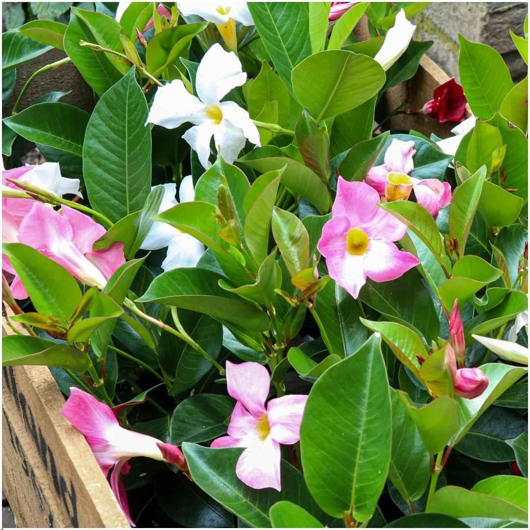 Image of Dipladenia Weiß – Mandevilla White – 6 Pflanzen - Ø12 cm – Ca. 25 cm hoch – Blühfreudige & pflegeleichte Kletterpflanzen – Für Garten, Balkon & Terrasse