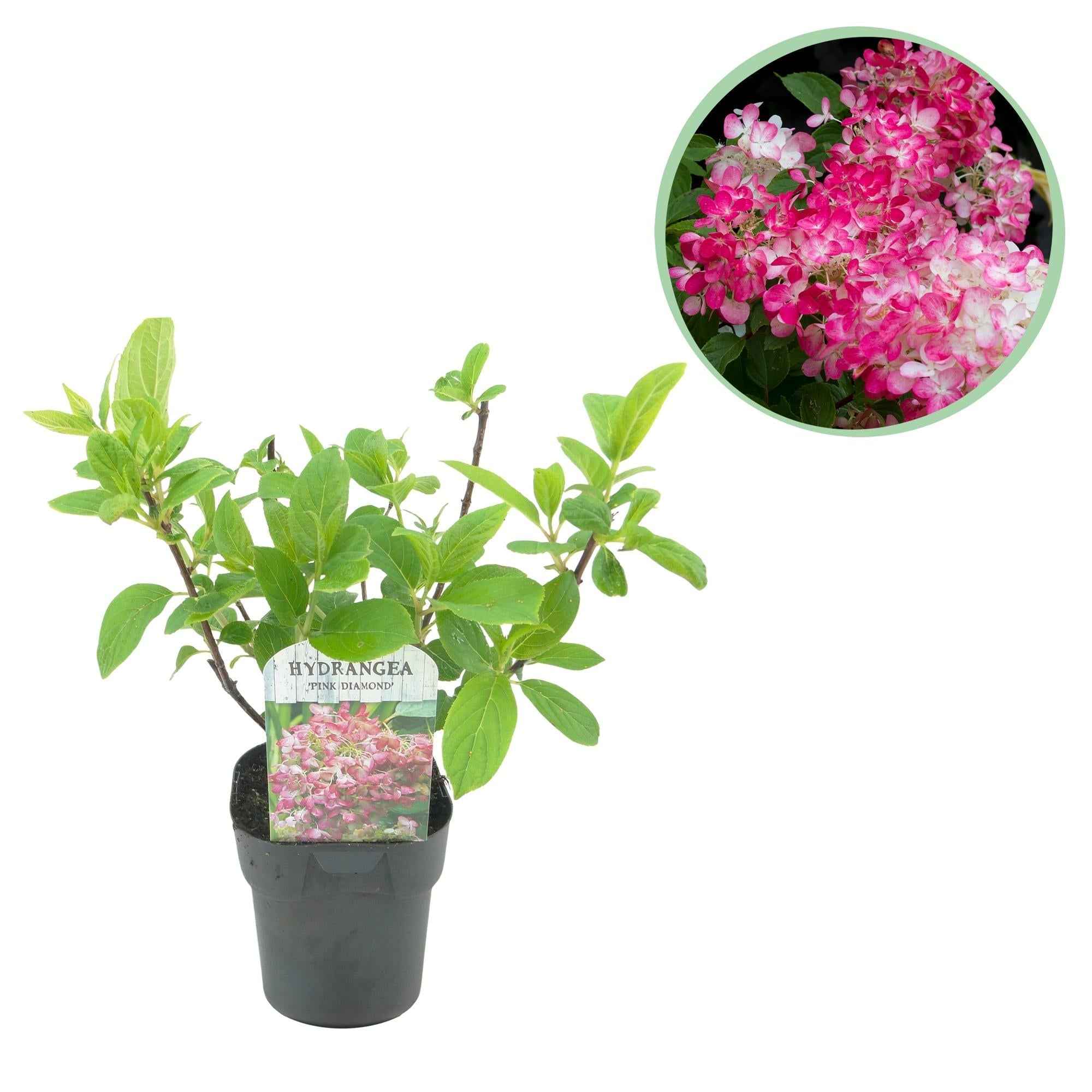 Image of Rispenhortensie – Hydrangea panniculata Pink Diamond – Blüte Weiß – Rosa – Laubabwerfend – Große Blüten – 17cm – Höhe ca. 50cm-0