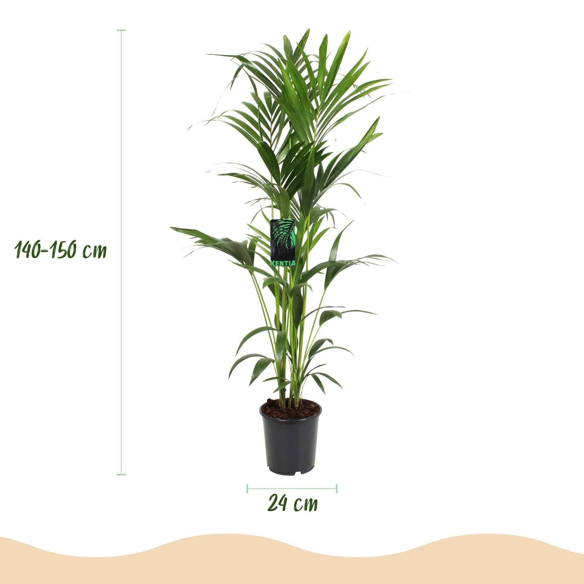 Image of Howea Forsteriana – Kentia – Palme – 140-150cm – Ø24cm – Pflegeleichte Zimmerpalme mit gefiederten Blättern – Tropische Grünpflanze für Innenräume