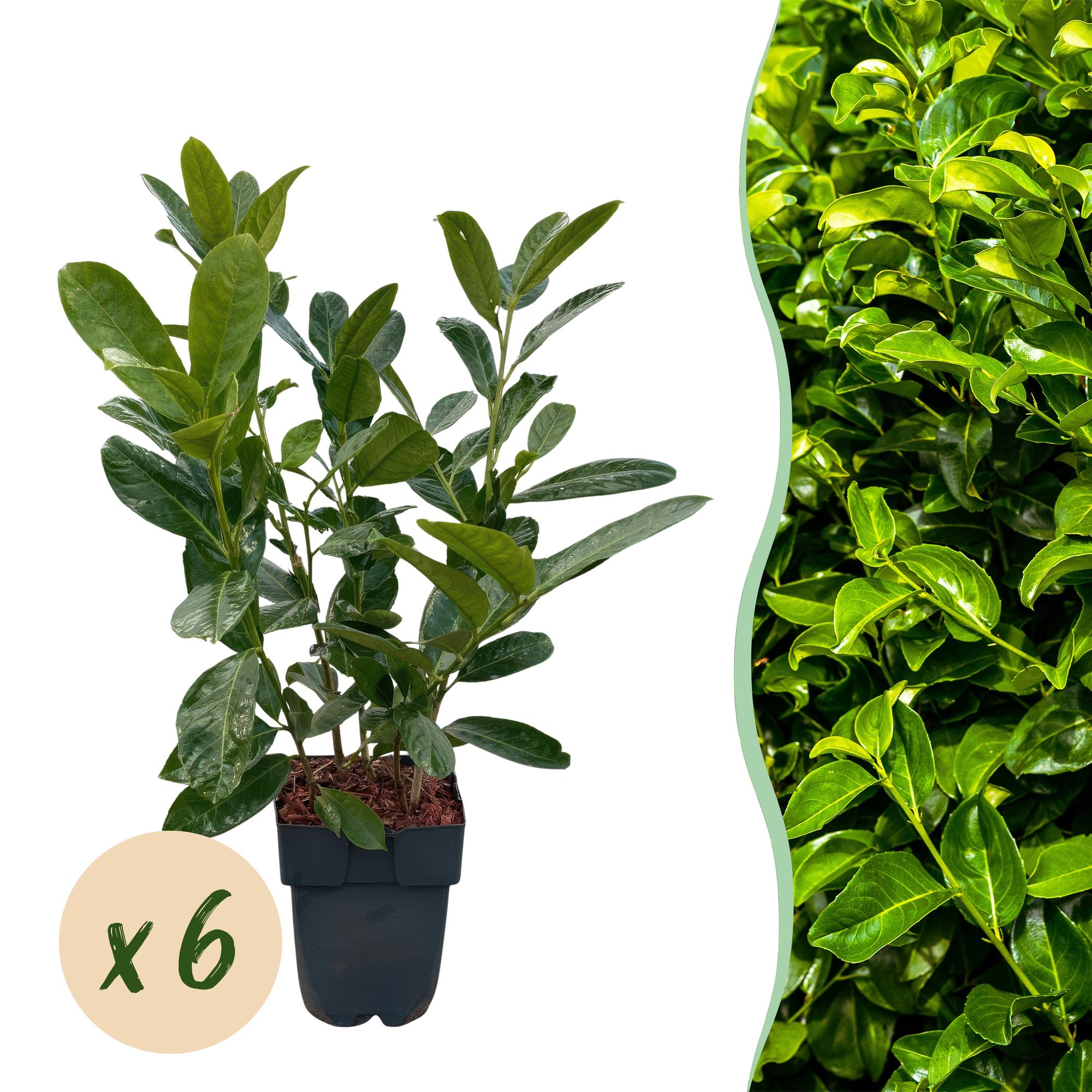Image of Kirschlorbeer Prunus laurocerasus Rotundifolia – Immergrün – Heckenpflanze – Blatt grün – 6 Pflanzen – 1 laufender Meter – 17cm Höhe 50cm-1
