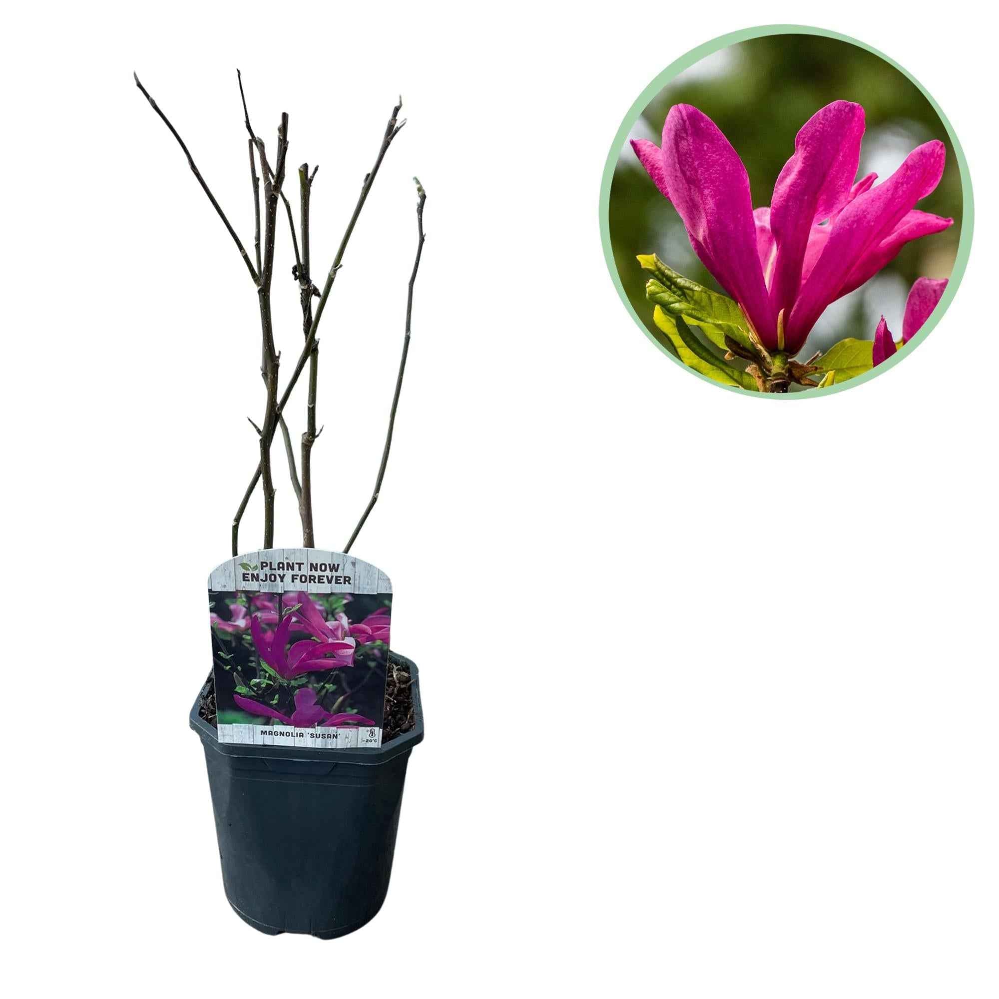 Image of Purpur – Magnolie Magnolia Susan – Strauch – Blumen dunkelrosa – Wenig Pflege – 17cm Höhe 45cm – Frühjahrsblüher für Garten & Terrasse